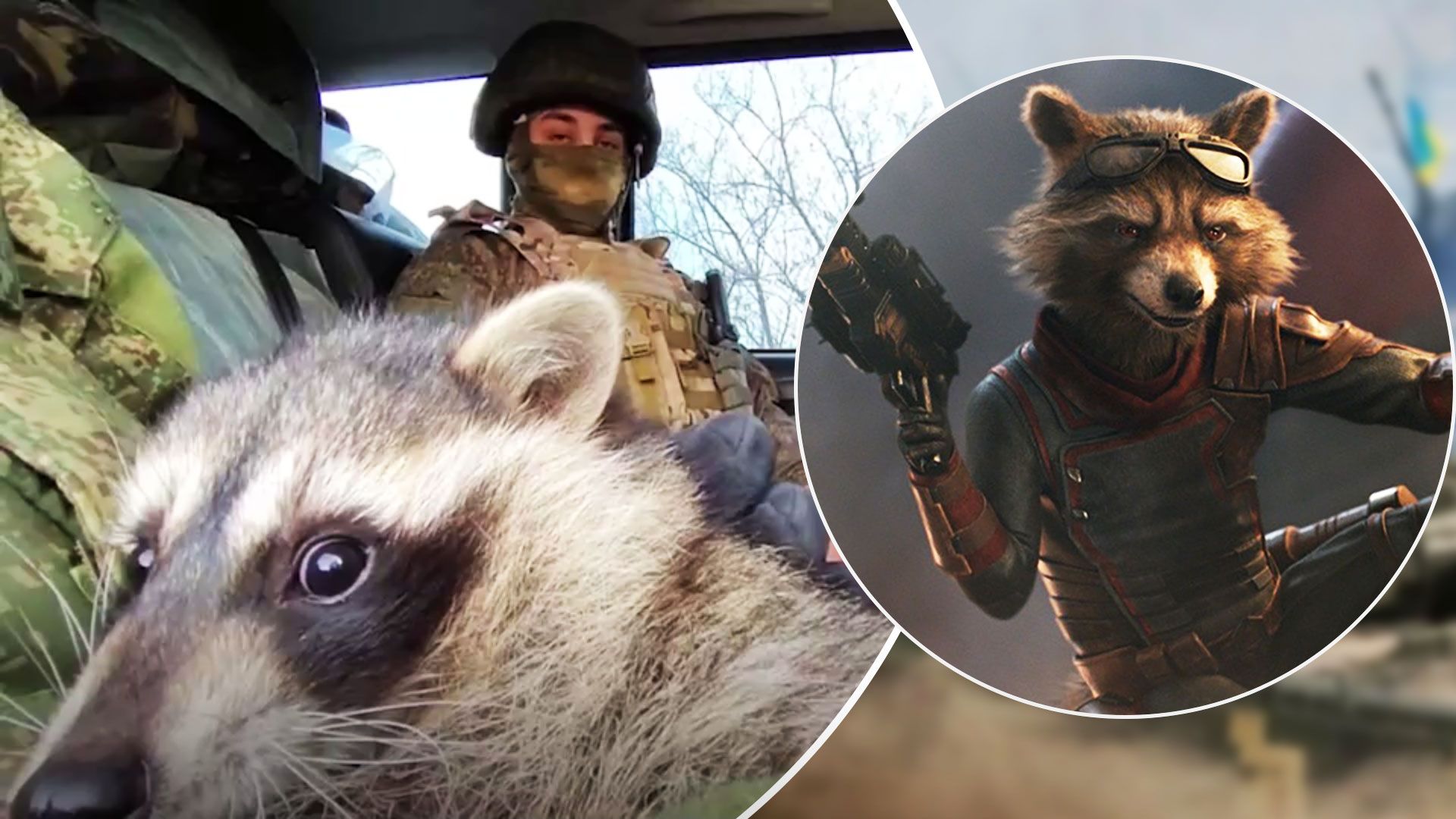 Єнот з Херсона влаштовує диверсії росіянами - окупанти вкрали єнота з Херсона - 24 Канал Єнот з Херсона влаштовує диверсії росіянами - окупанти вкрали єнота з Херсона - 24 Канал