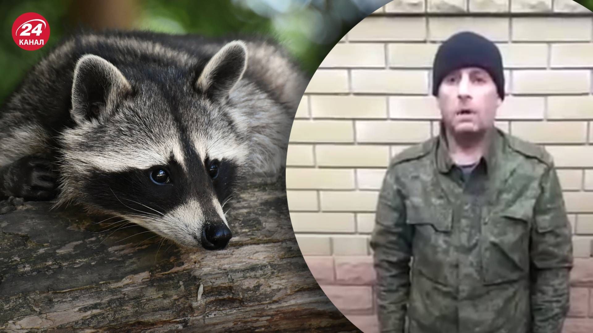 Енот из Херсона – мобилизованный россиянин просит, чтобы его обменяли на животное Енот из Херсона – мобилизованный россиянин просит, чтобы его обменяли на животное