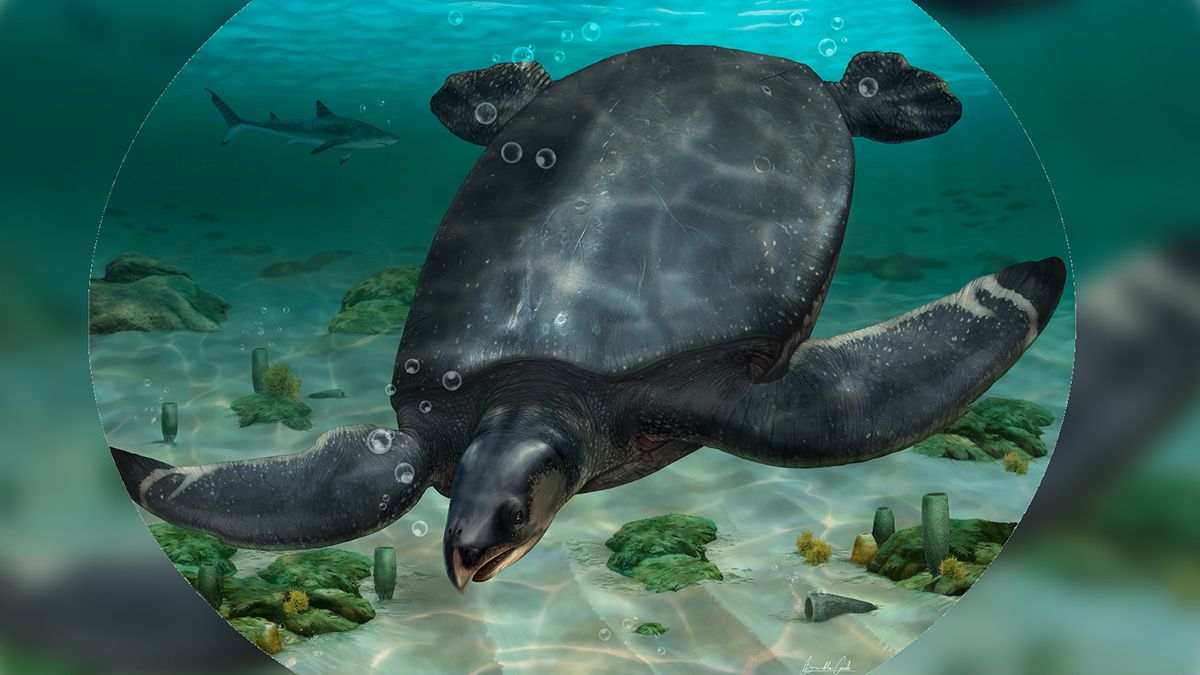 Палеонтологи знайшли в Іспанії вимерлий вид гігантської морської черепахи -Техно
