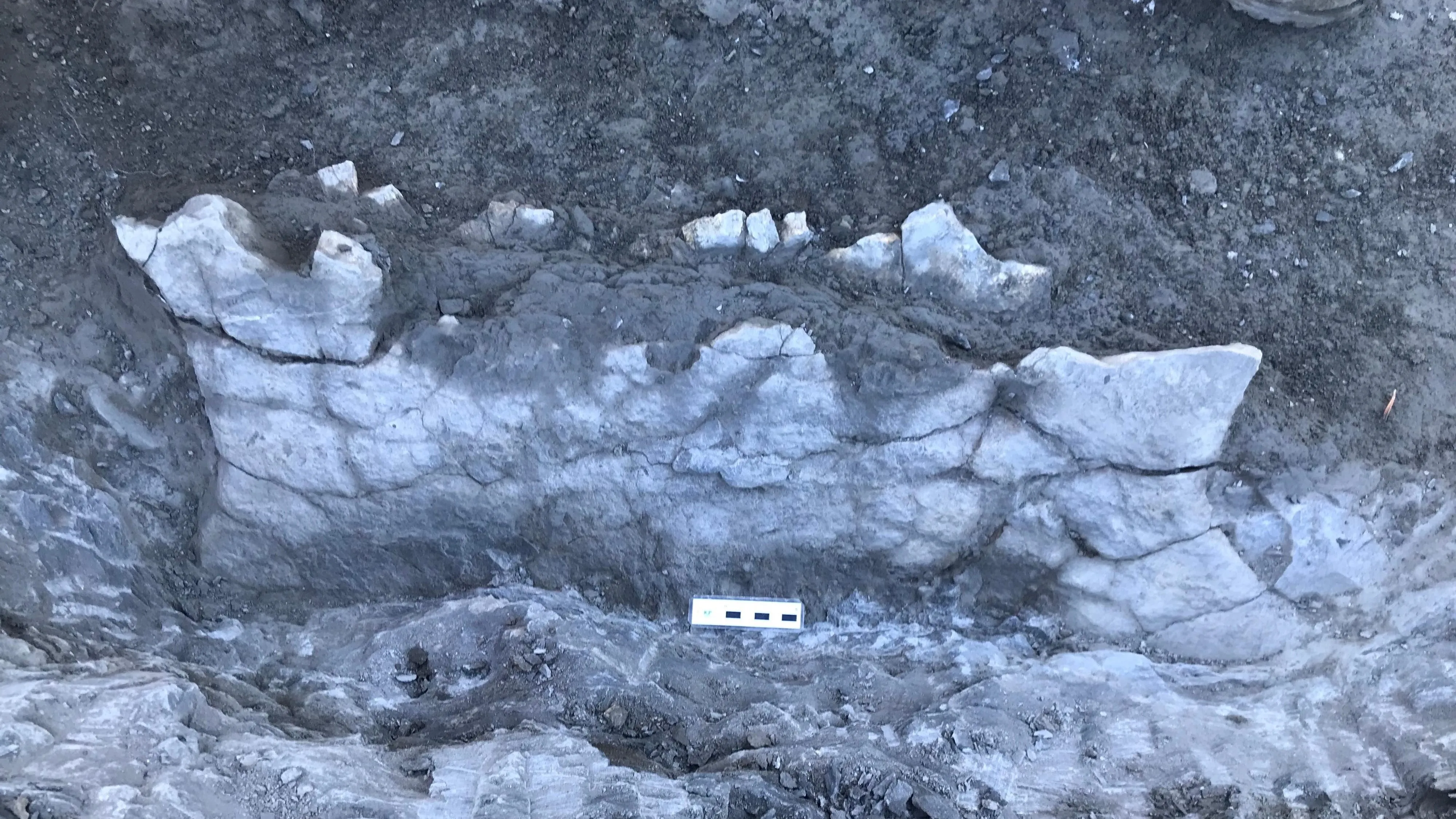 Большой окаменевший фрагмент панциря черепахи Большой окаменевший фрагмент панциря черепахи