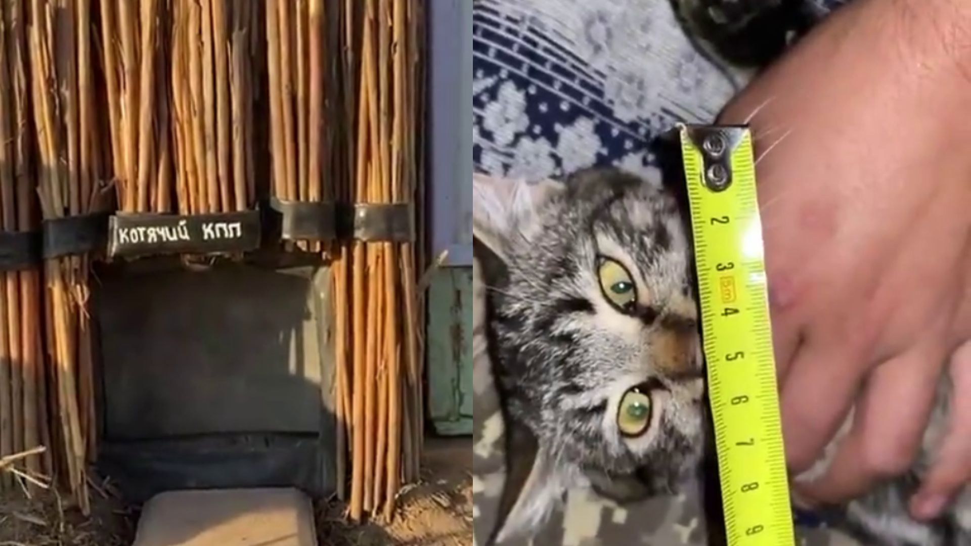 Котячий КПП - як ЗСУ зробили КПП, відео