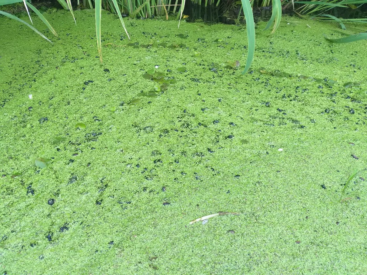 Загрязненный водоем в Украине