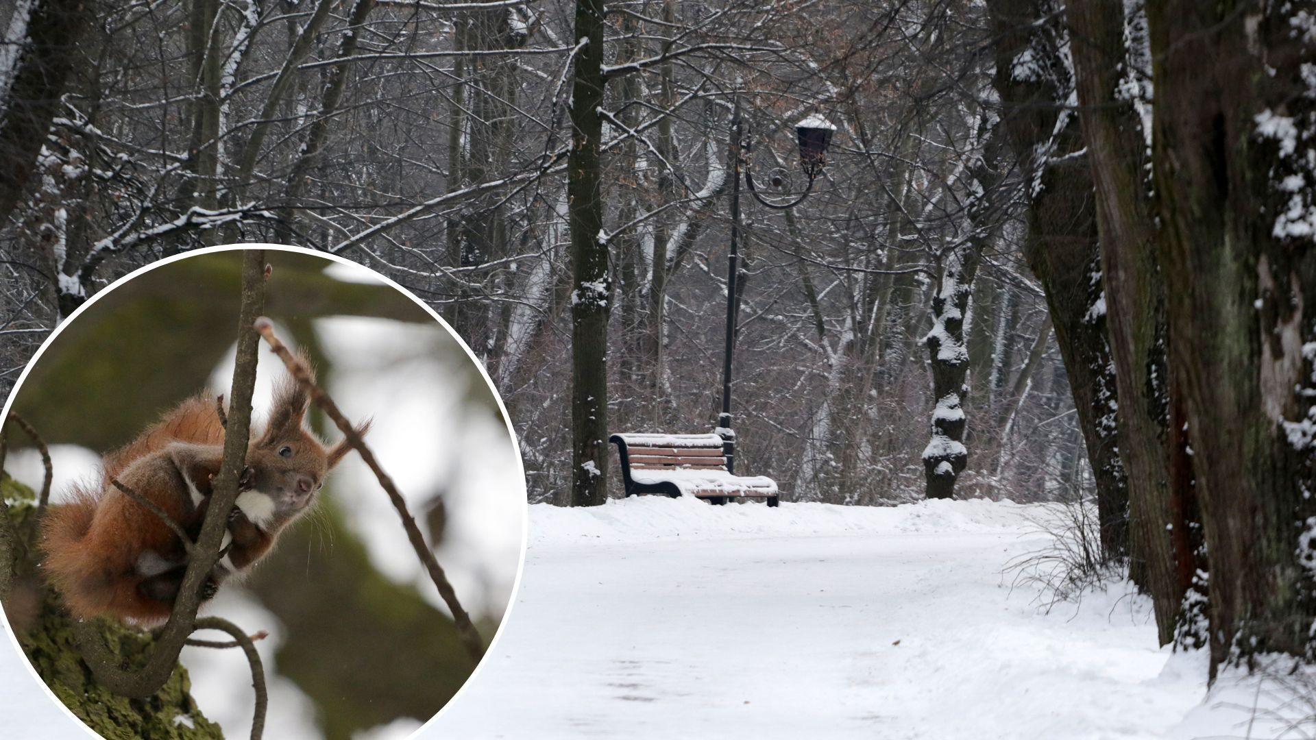 Погода в Украине – на Западе ударят морозы до -24 градусов Погода в Украине – на Западе ударят морозы до -24 градусов