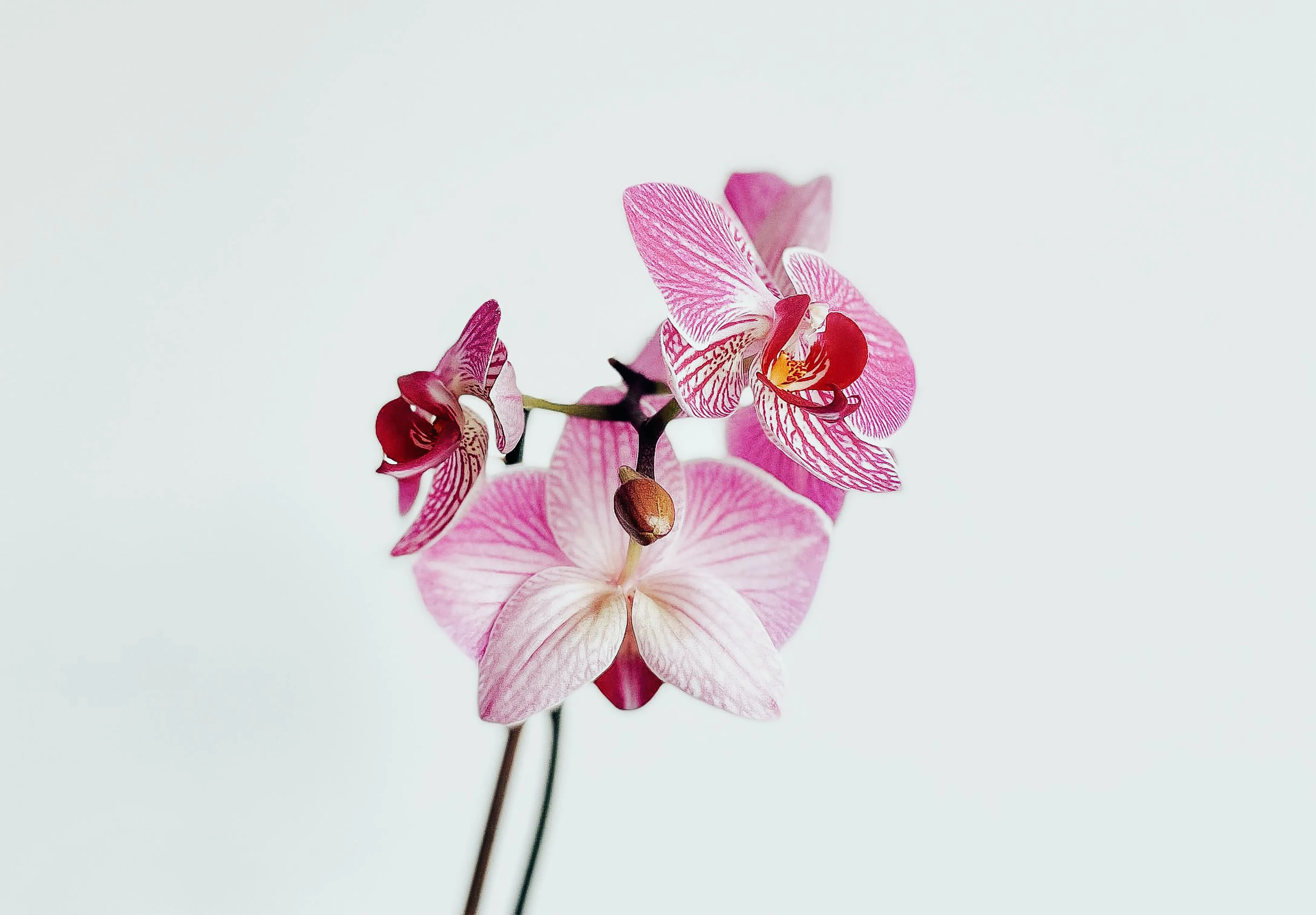 Как ухаживать за орхидеей зимой Как ухаживать за орхидеей зимой