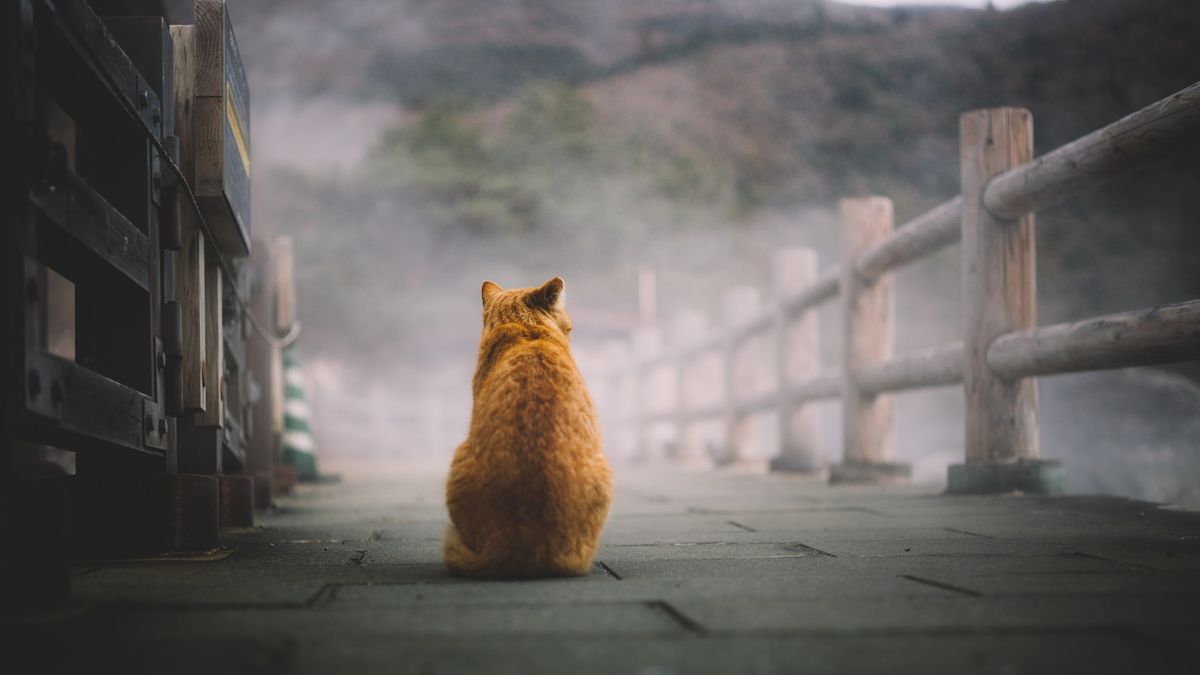 Кот спиной. Кот в тумане. Одинокий кот. Грустный рыжий кот. Кот сидит спиной.