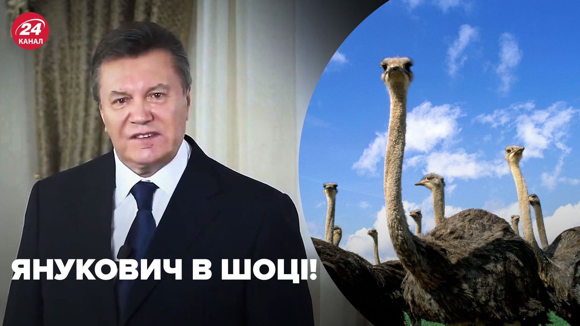 Ракетный обстрел Запорожья – россияне атаковали страусиную ферму – новости Украины - 24 Канал