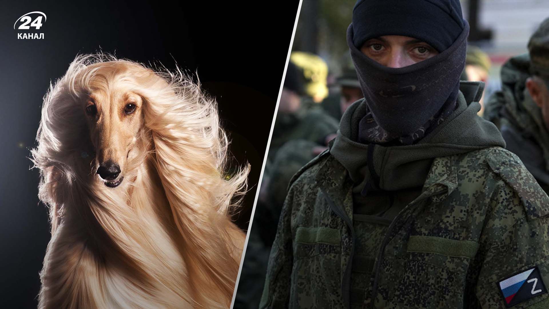 В Росії волонтери збирають собачу шерсть на шкарпетки для "мобіків" В Росії волонтери збирають собачу шерсть на шкарпетки для "мобіків"