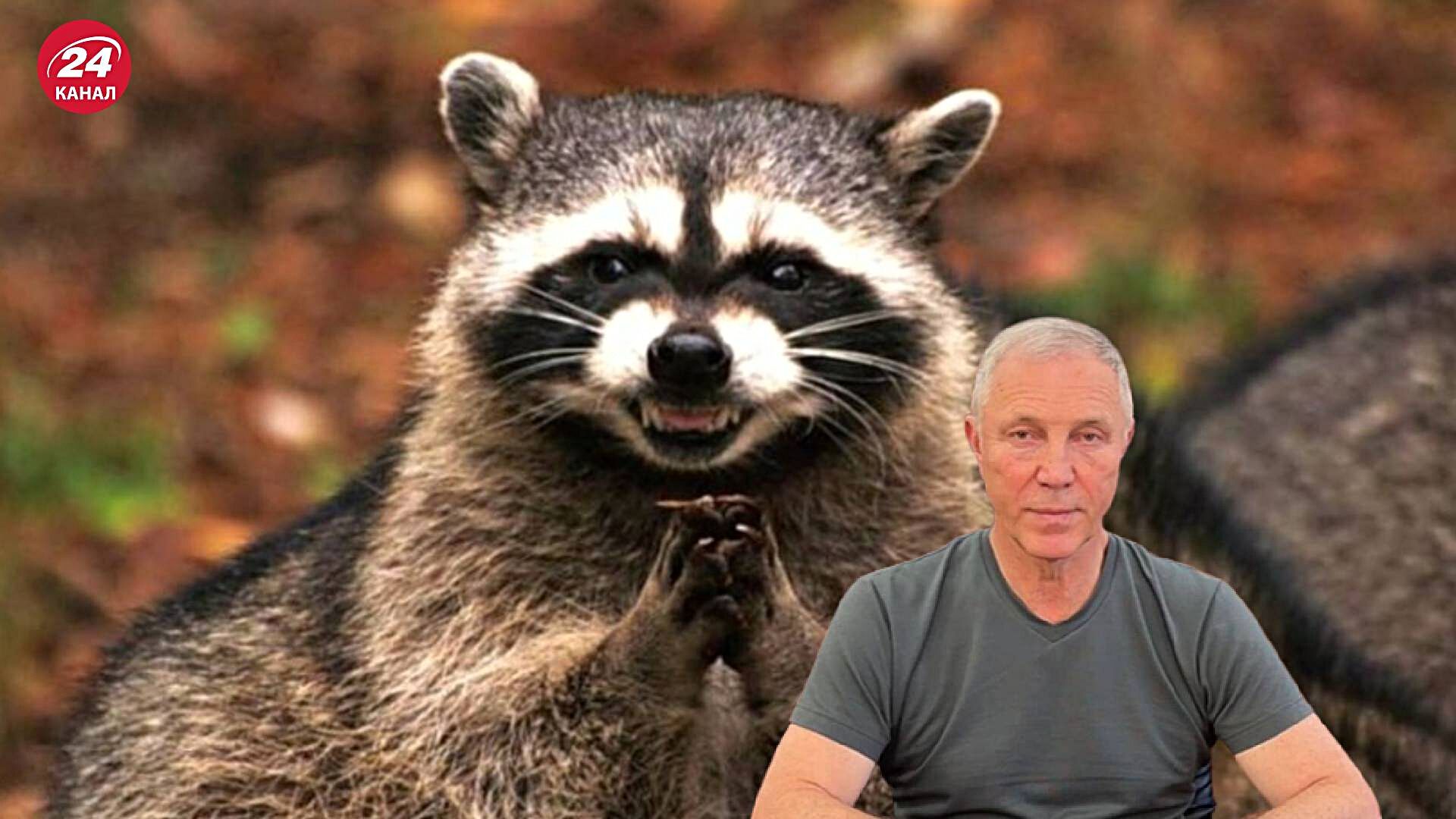 Похищенный енот чуть не прокусил палец коллаборанта Сальдо Похищенный енот чуть не прокусил палец коллаборанта Сальдо