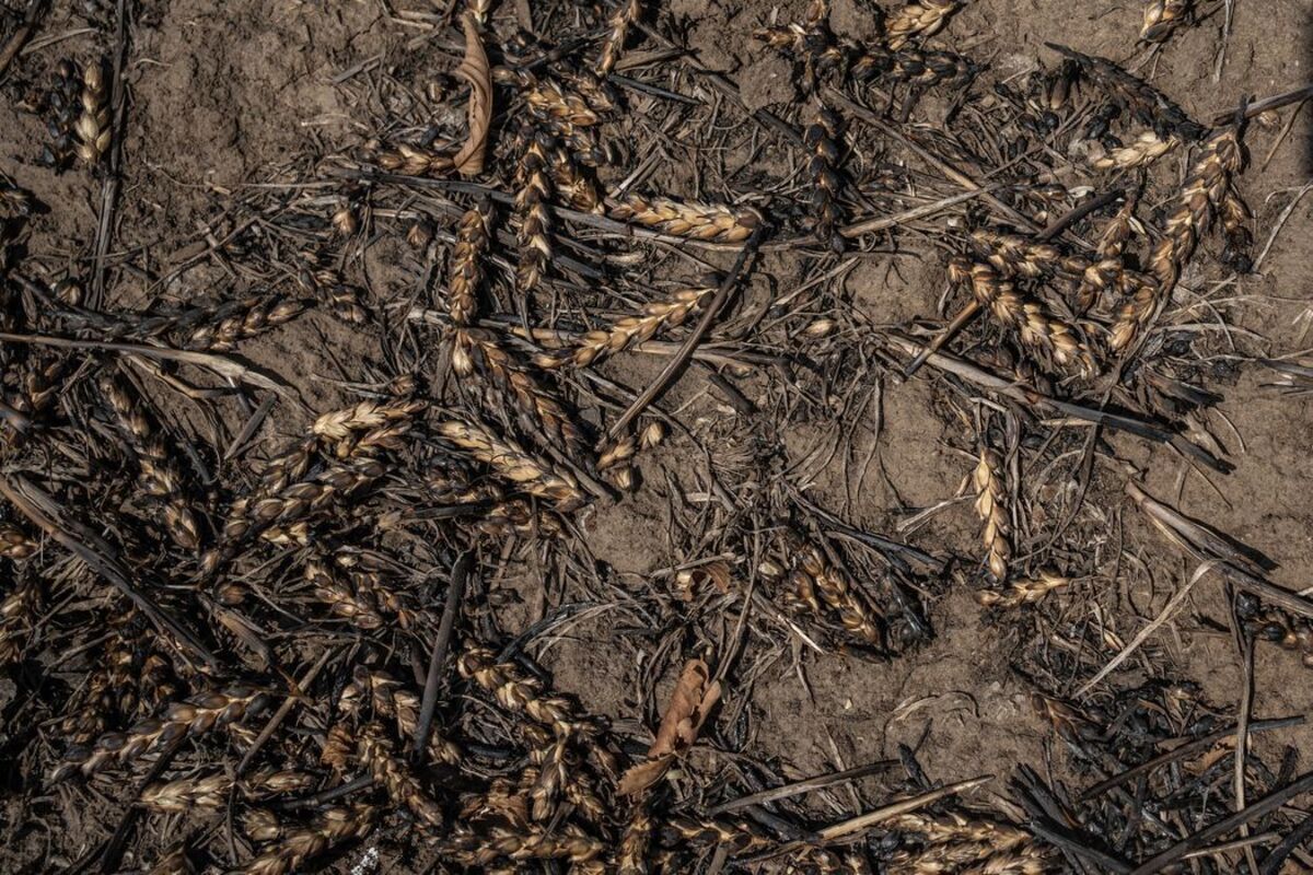 Як Росія краде українське зерно: розслідування WSJ - 24 Канал Як Росія краде українське зерно: розслідування WSJ - 24 Канал