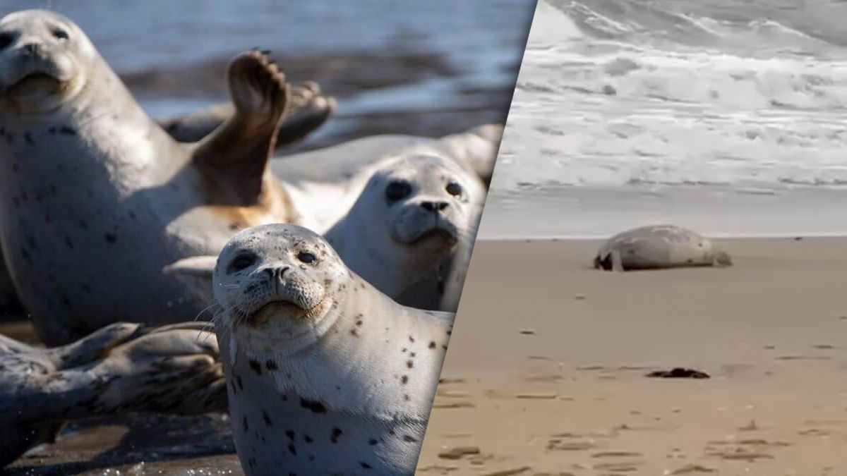 На берега Каспийского моря тысячами выбрасывает тюленей
