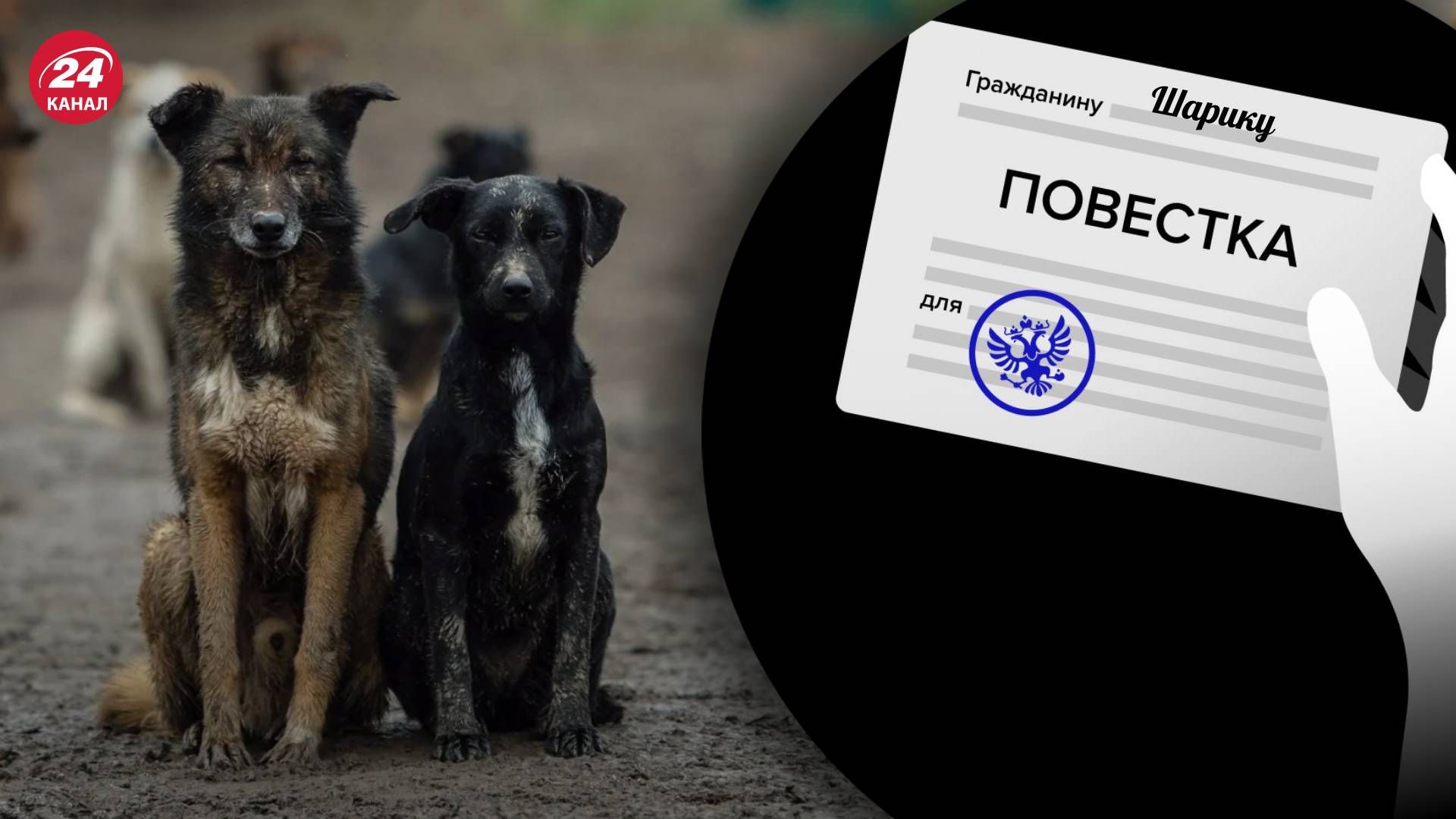 Російський депутат пропонує мобілізувати бездомних собак