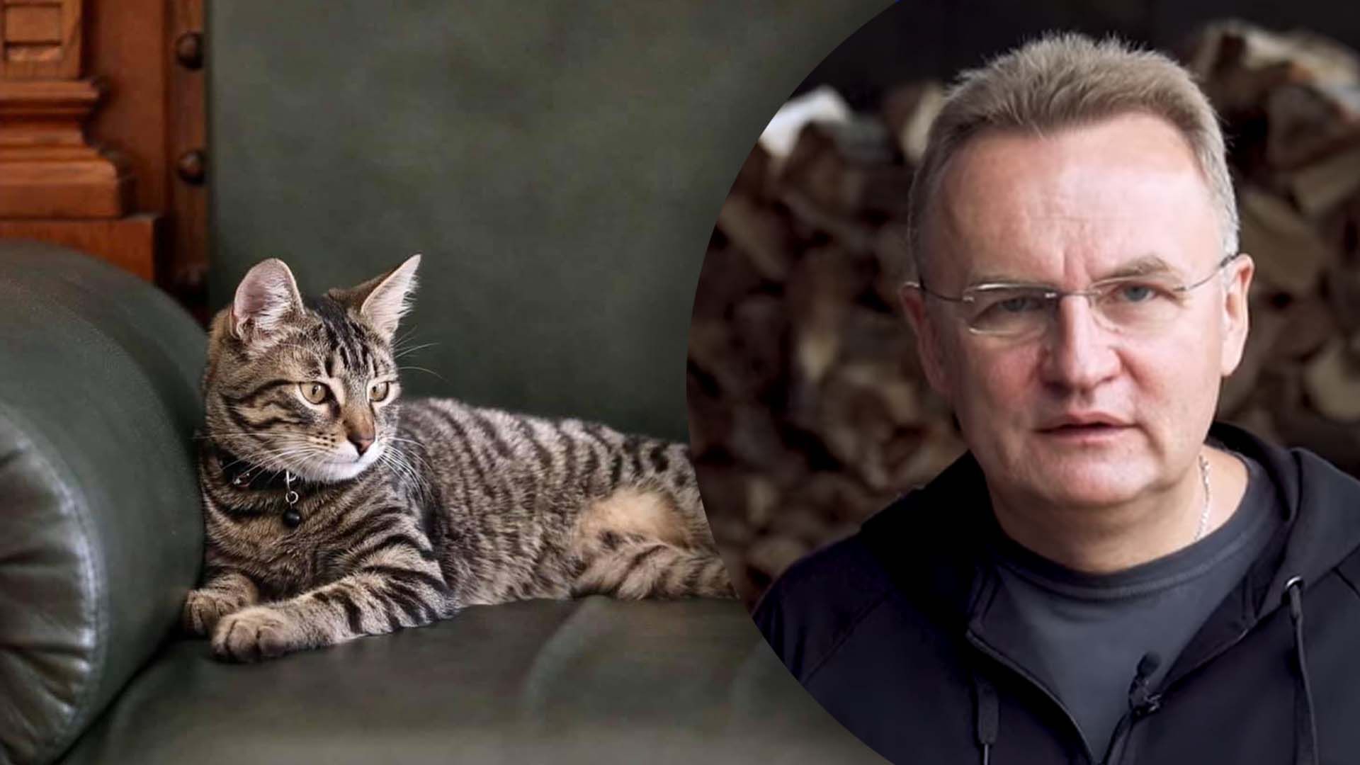 Поделитесь теплом: мэр Львова призвал заботиться о кошках, готовясь к зиме
