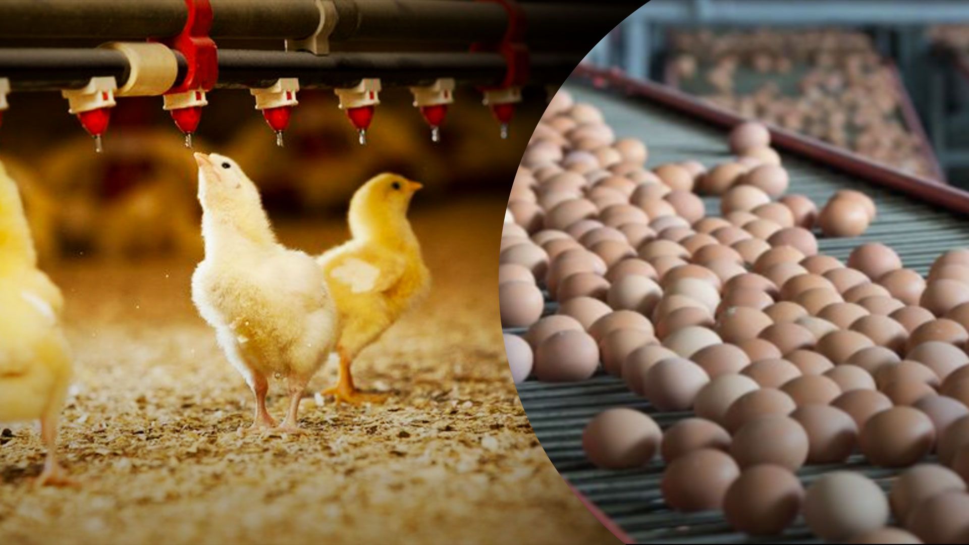 В Україні може скоротитися поголів'я птиці В Україні може скоротитися поголів'я птиці