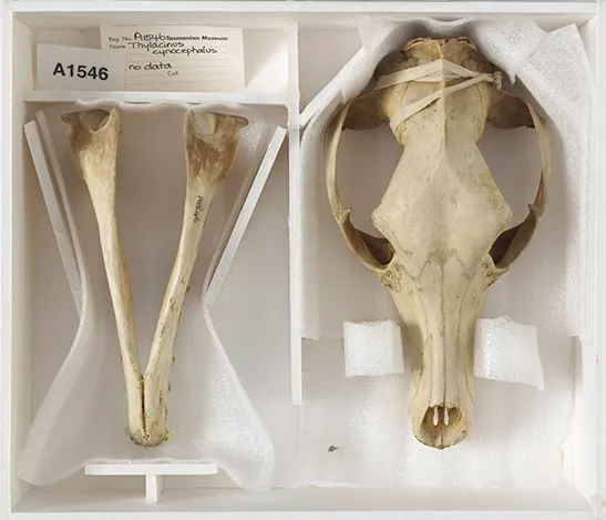 Череп талацина Череп талацина