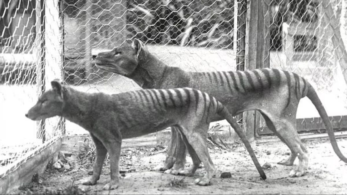 В шкафу музея нашли останки вымершего тасманийского тигра - Техно В шкафу музея нашли останки вымершего тасманийского тигра - Техно