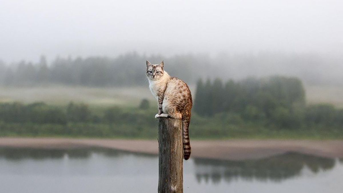 В Украине будет туман – прогноз погоды на 9 декабря 2022 года. В Украине будет туман – прогноз погоды на 9 декабря 2022 года.