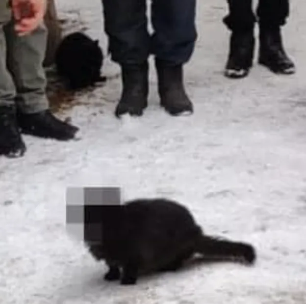 Другий кіт сам себе заблюрив Другий кіт сам себе заблюрив