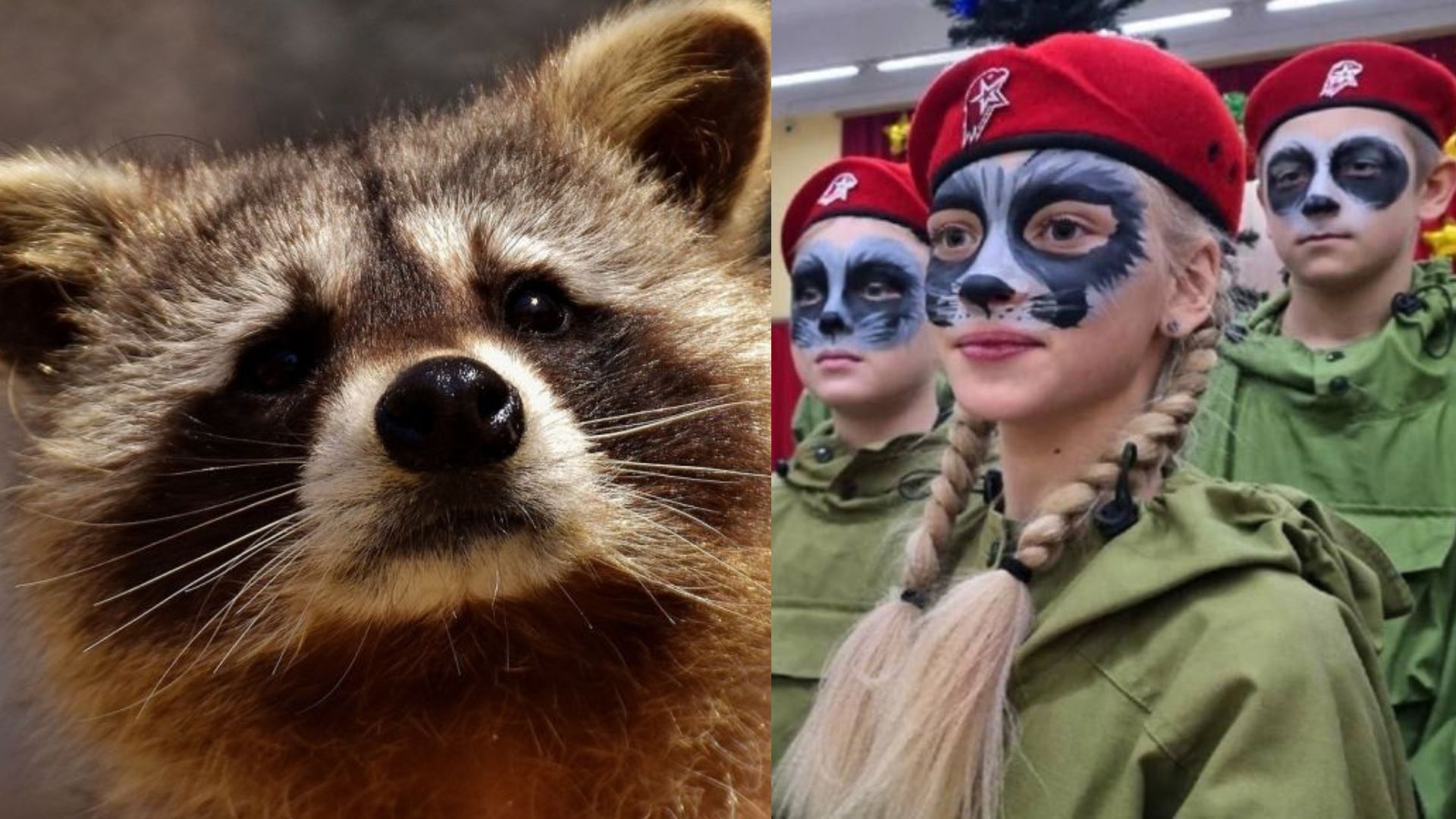 Херсонский енот - школьники из россии записали видео для животного Херсонский енот - школьники из россии записали видео для животного