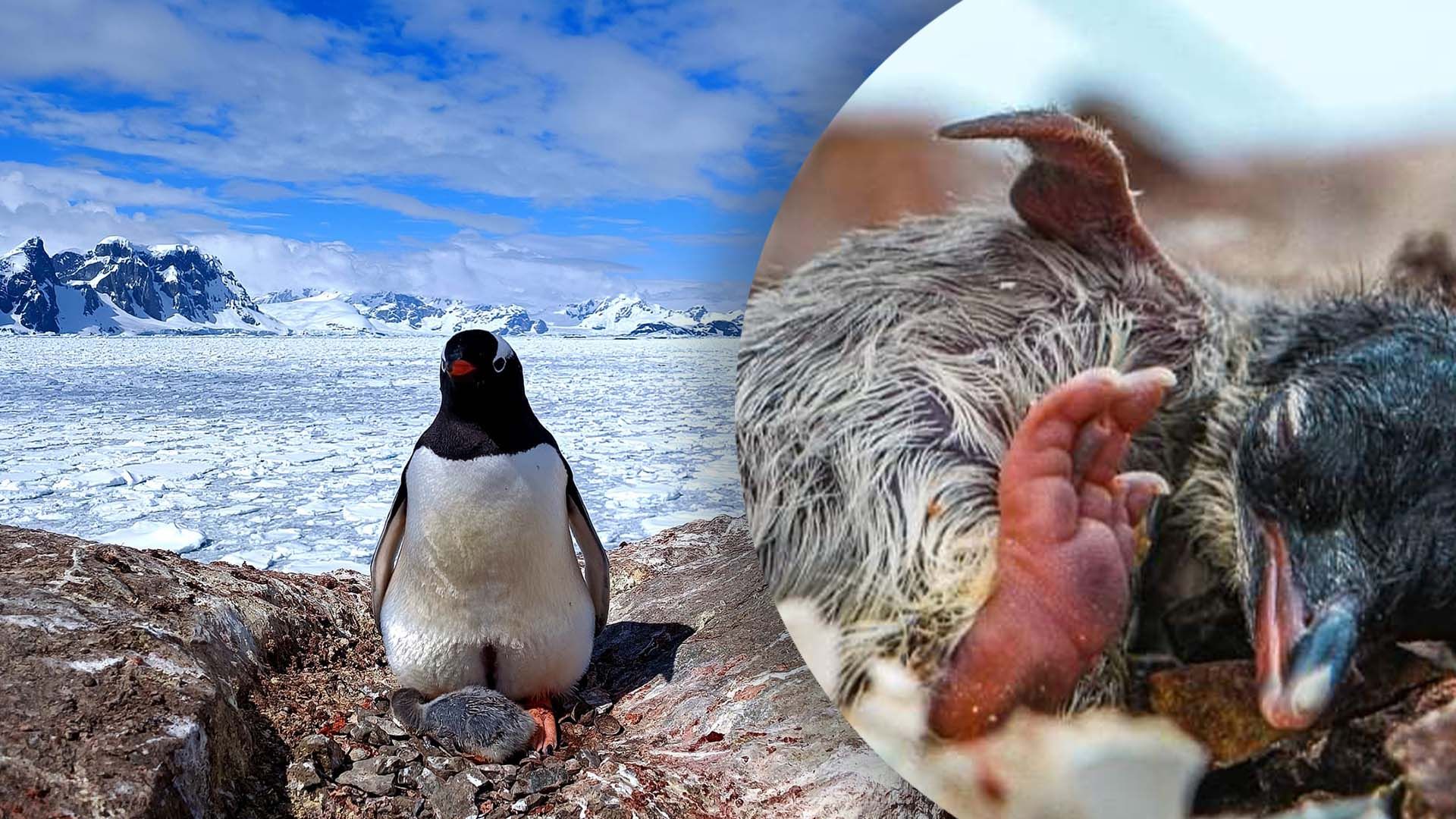 На станції "Академік Вернадський" народилось пінгвінятко На станції "Академік Вернадський" народилось пінгвінятко