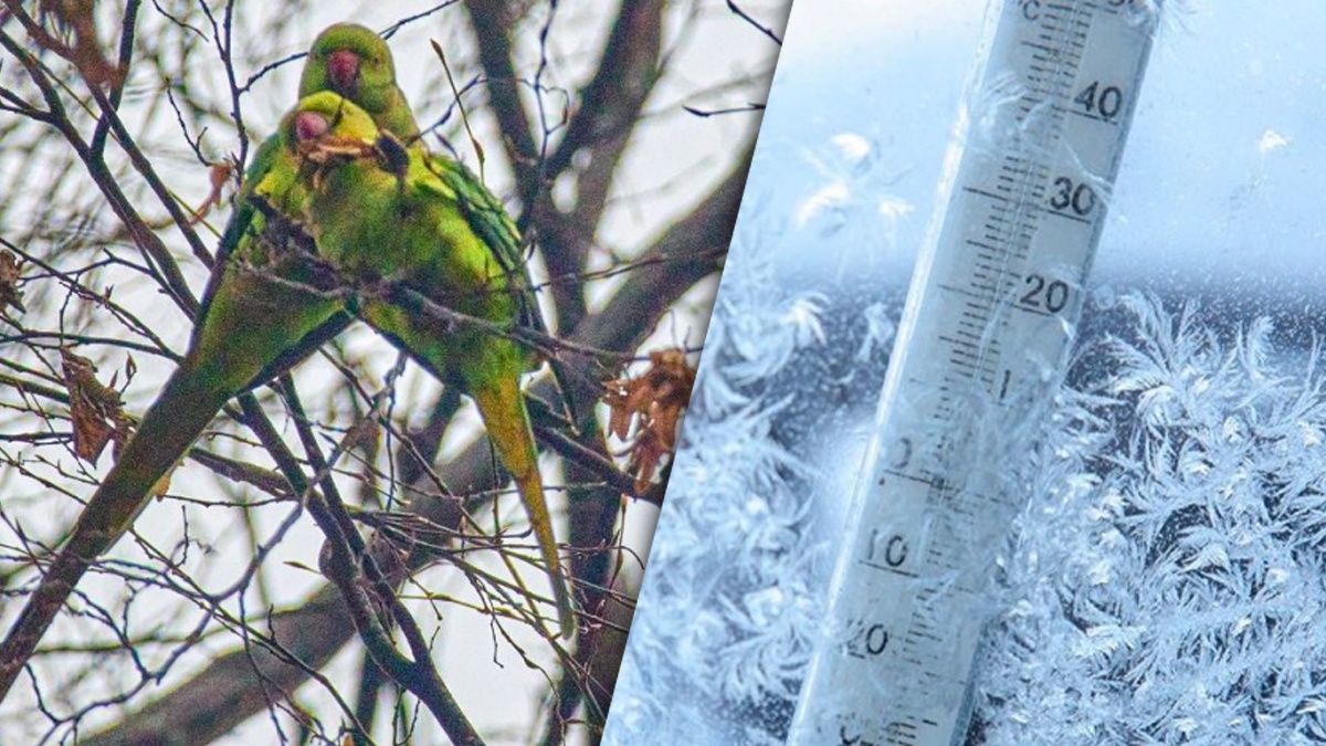 Чернівецькі папуги, що витримуюють люті морози