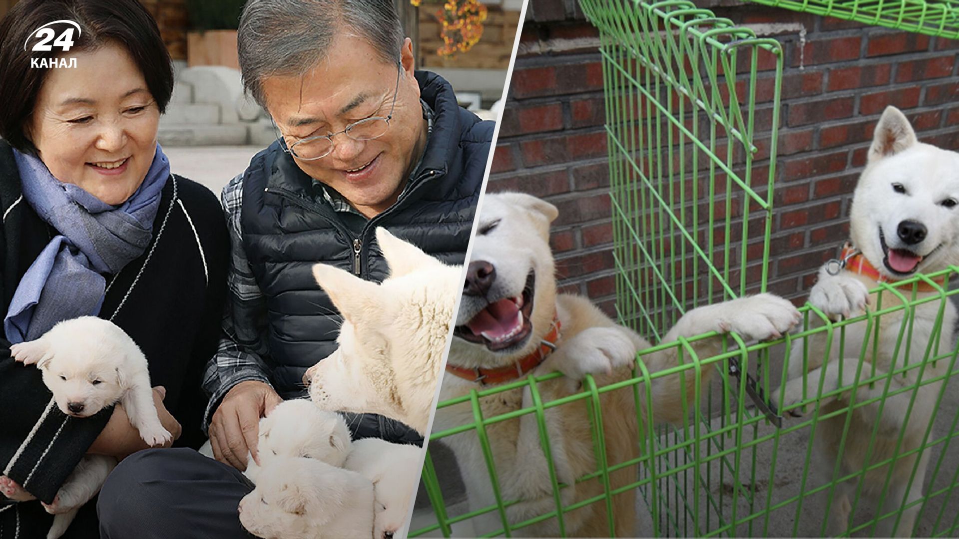 Лидеры Южной Кореи поссорились из-за собак – детали конфликта Лидеры Южной Кореи поссорились из-за собак – детали конфликта