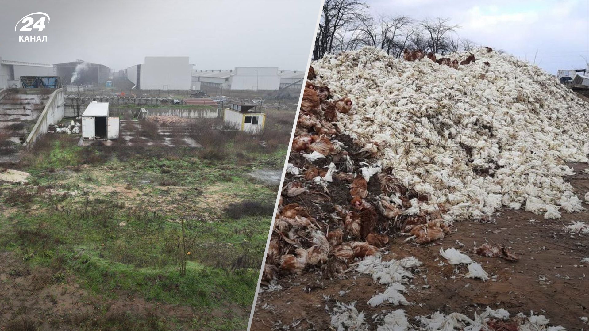 Росія знищила найбільшу в Європі птахофабрику "Чорнобаївська"