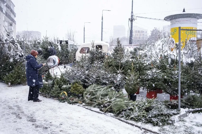Точка продажу ялинок у Варшаві Точка продажу ялинок у Варшаві