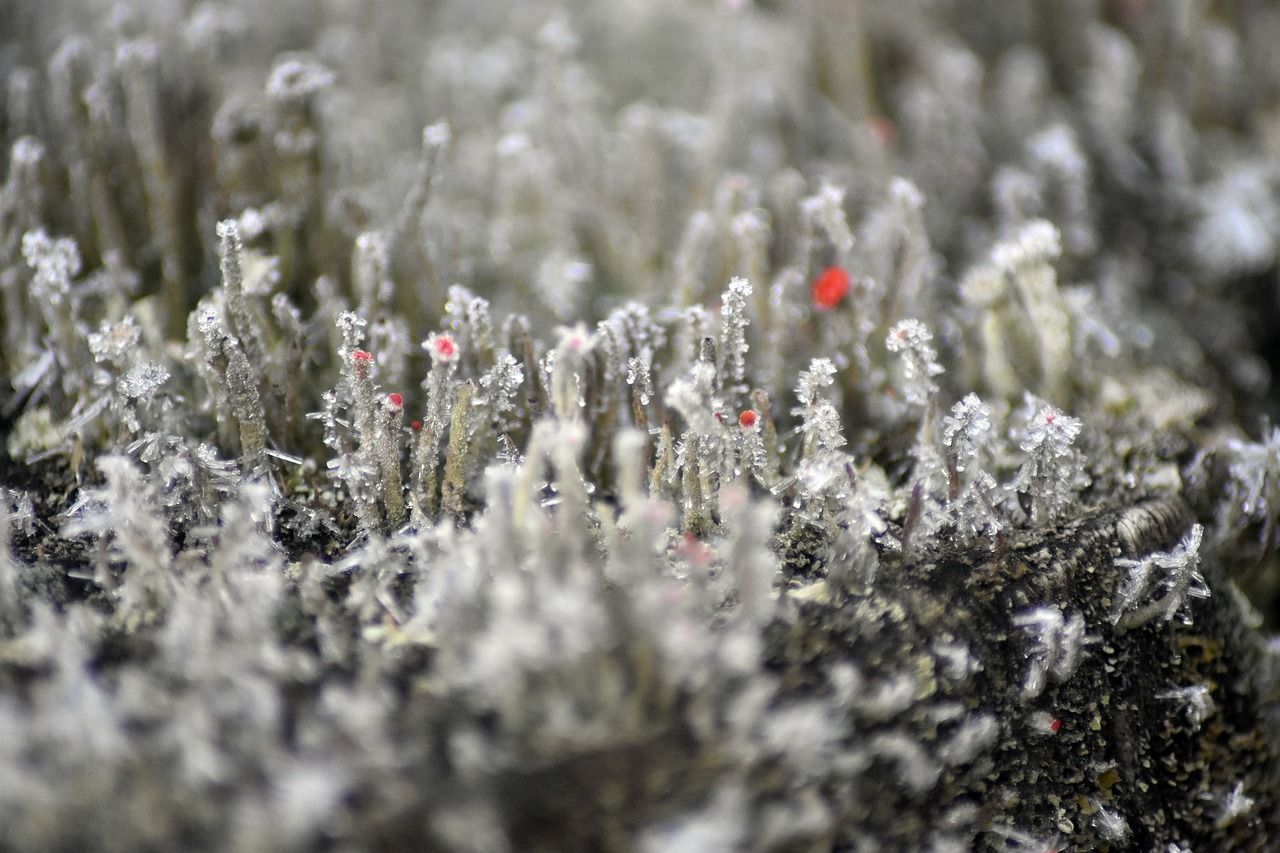 В Україну йде потепління – прогноз погоди на 17 грудня 2022 В Україну йде потепління – прогноз погоди на 17 грудня 2022