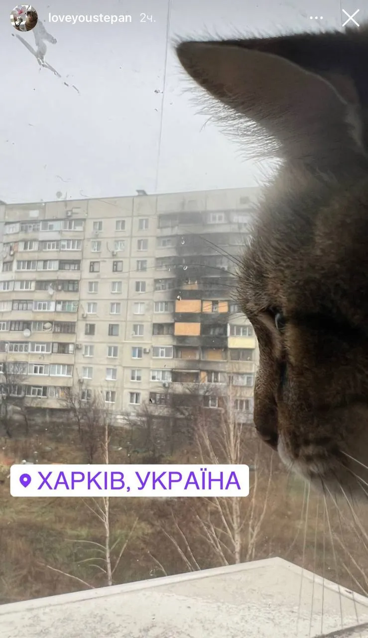 кот степан в Харькове