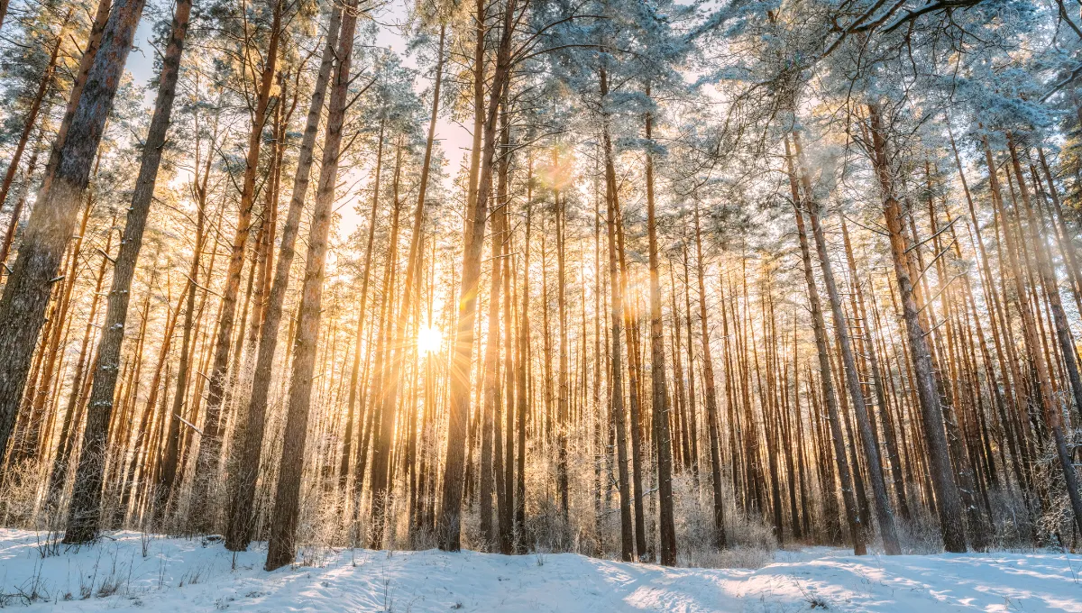 День зимнего солнцестояния – что нельзя делать, народные приметы
