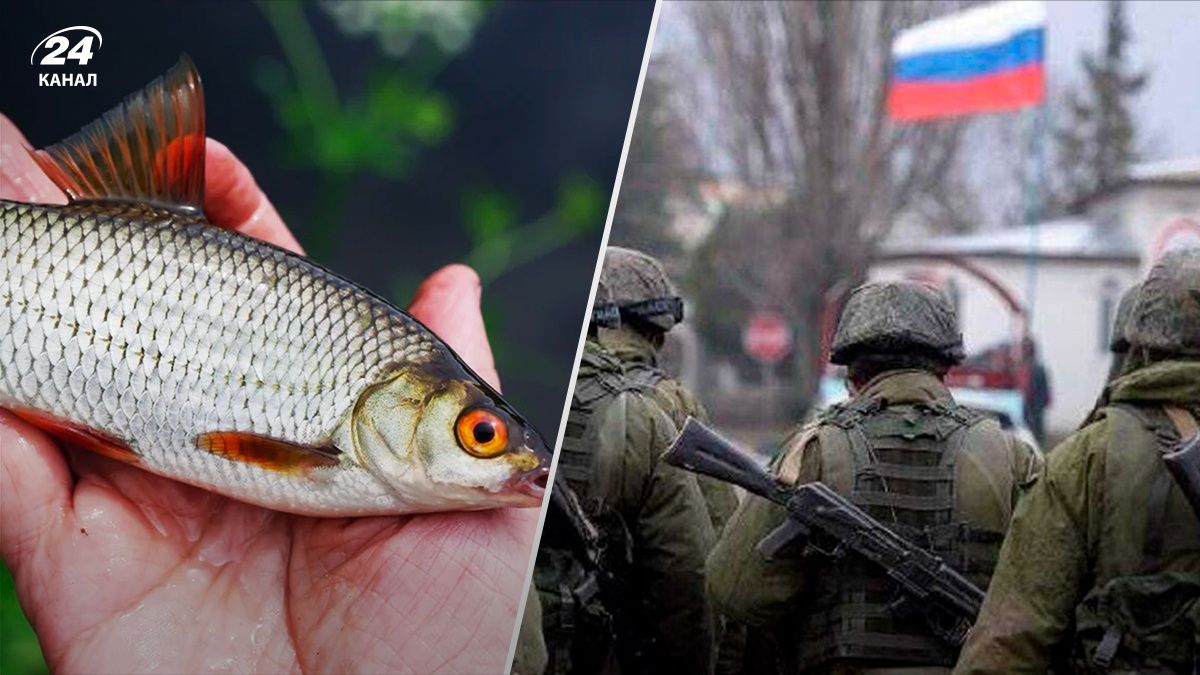 Вобла тоже дискредитирует российскую армию - 24 Канал Вобла тоже дискредитирует российскую армию - 24 Канал