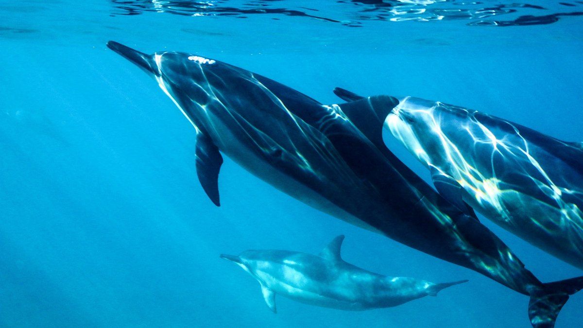 Мозг дельфинов, выбросившихся на берег, имеет признаки болезни Альцгеймера Мозг дельфинов, выбросившихся на берег, имеет признаки болезни Альцгеймера