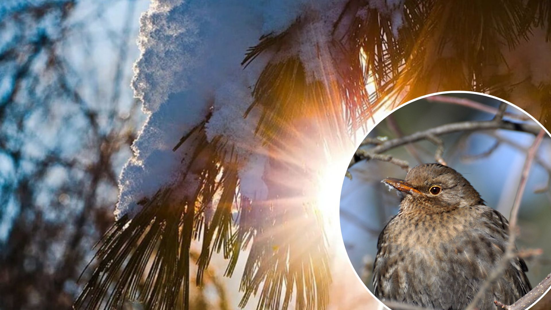 Погода в Україні - коли припиняться дощі у грудні Погода в Україні - коли припиняться дощі у грудні