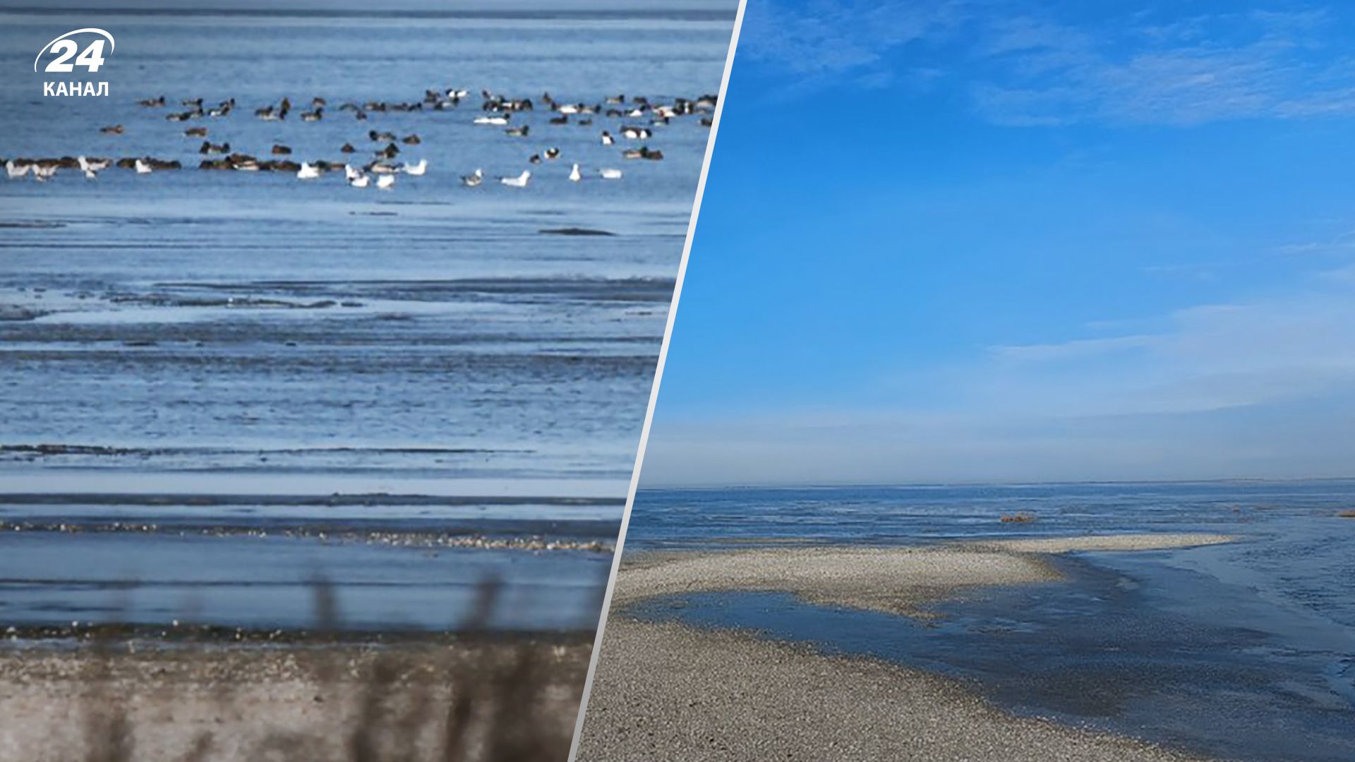 Росія вбила тисячі дельфінів: апокаліптичні фото з узбережжя на Одещині Росія вбила тисячі дельфінів: апокаліптичні фото з узбережжя на Одещині
