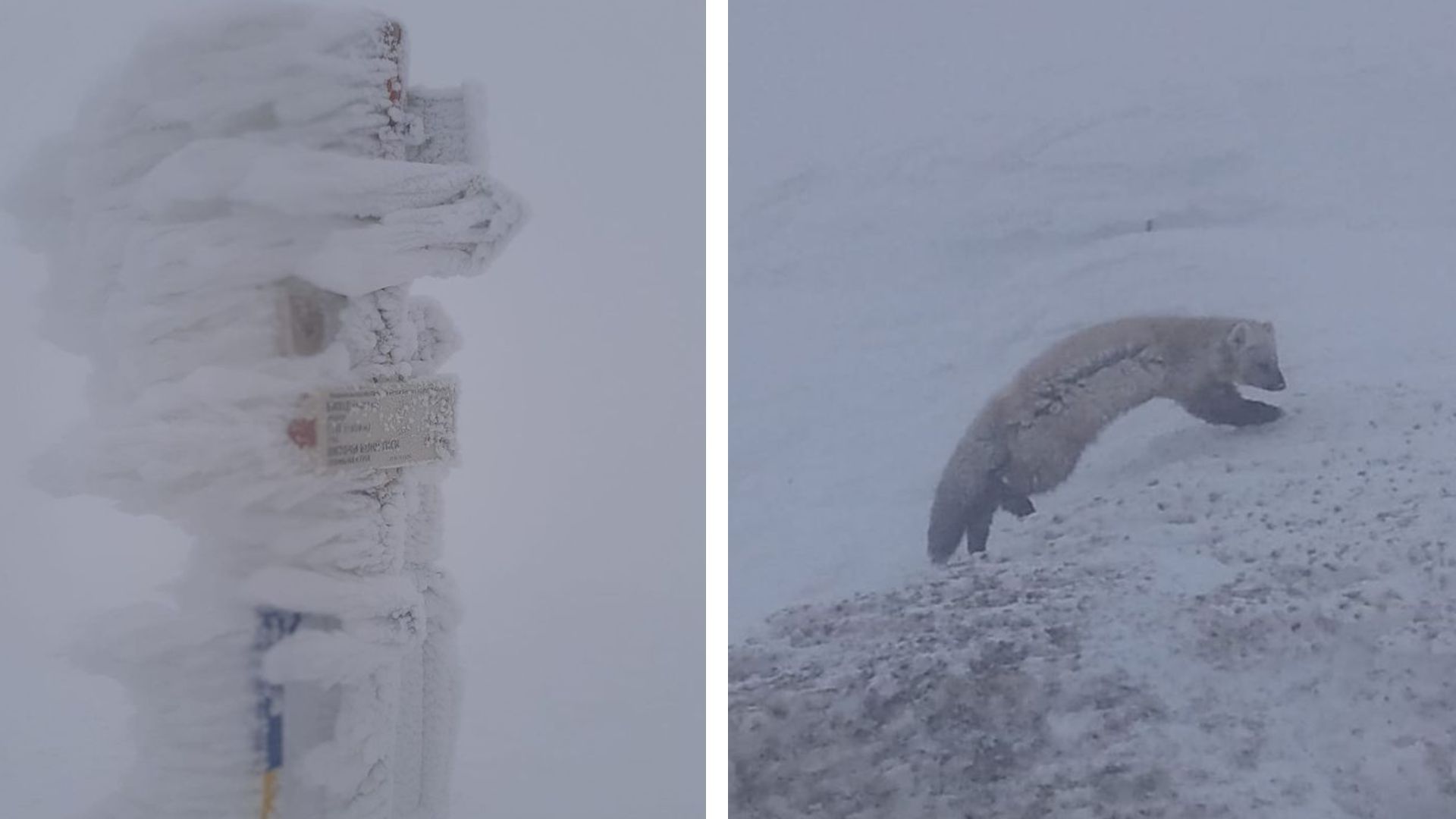 Погода у Карпатах 26.12.22 - як на гору Піп Іван прибігла куниця Погода у Карпатах 26.12.22 - як на гору Піп Іван прибігла куниця