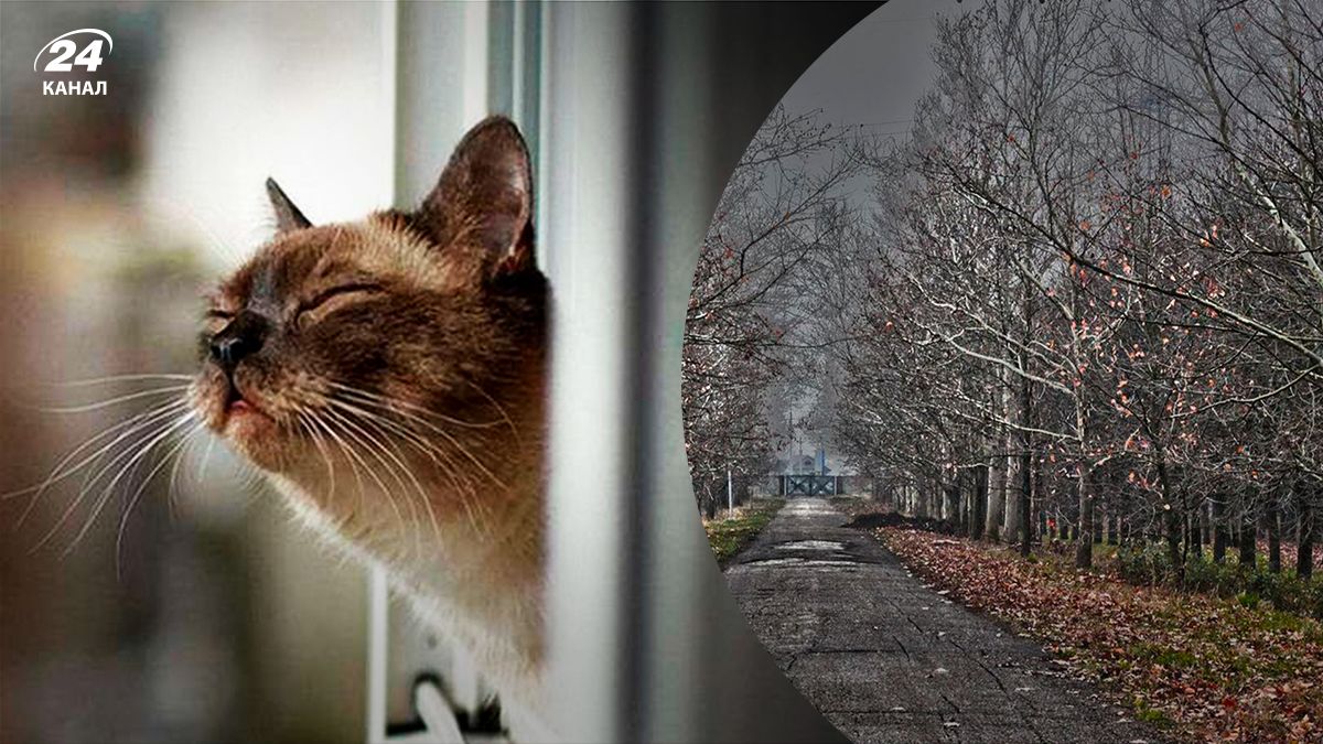 Якою буде погода в останні дні грудня 2022 - 24 Канал Якою буде погода в останні дні грудня 2022 - 24 Канал