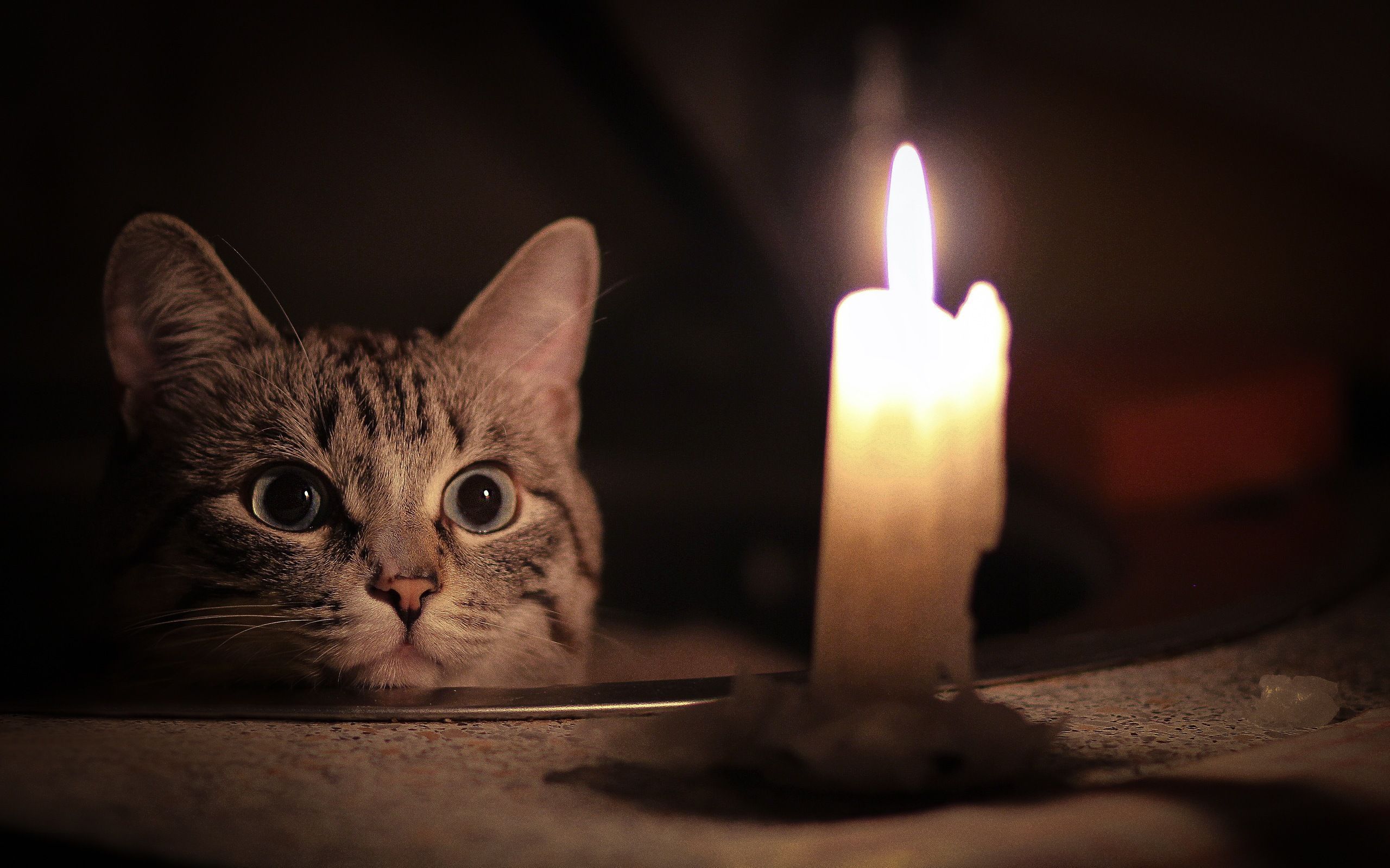 Дома выключился свет. Кот и свеча. Отключили свет. Котик со свечкой. Нет света.