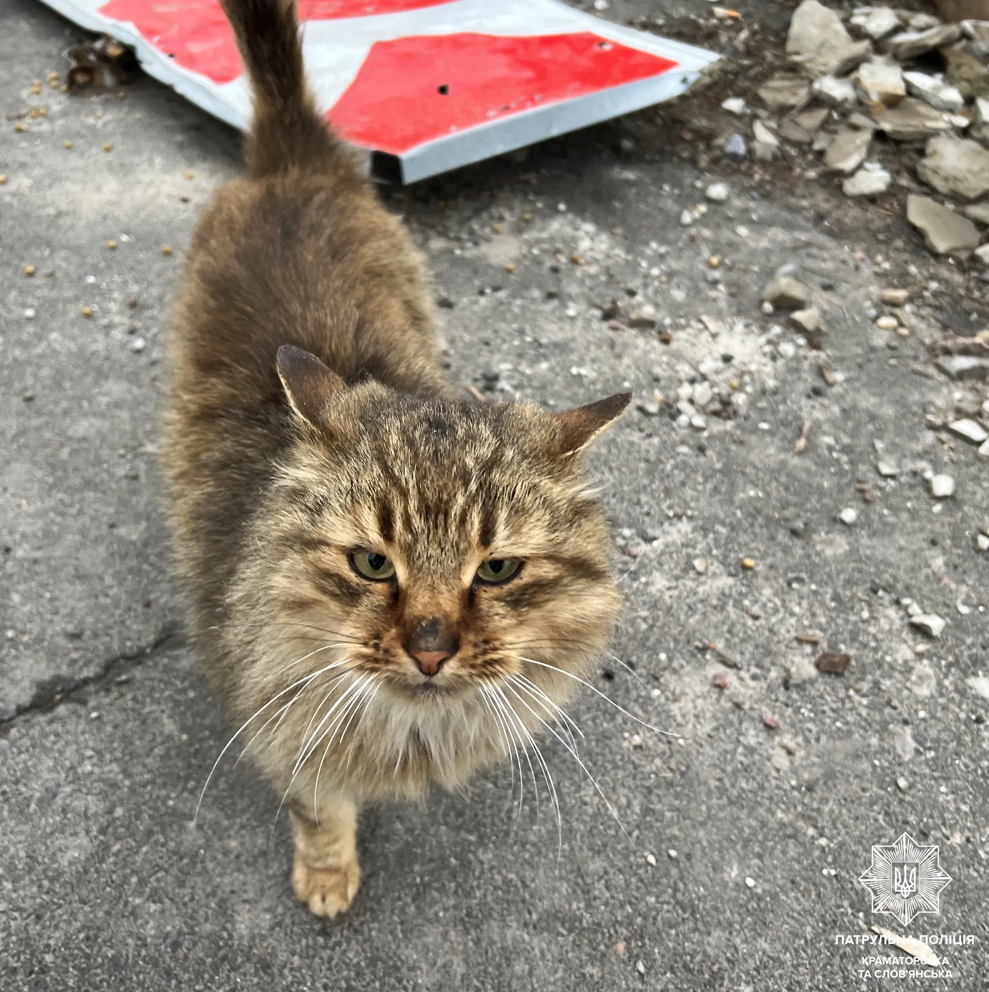 Котик, який постраждав від російської армії на окупованих територіях Котик, який постраждав від російської армії на окупованих територіях