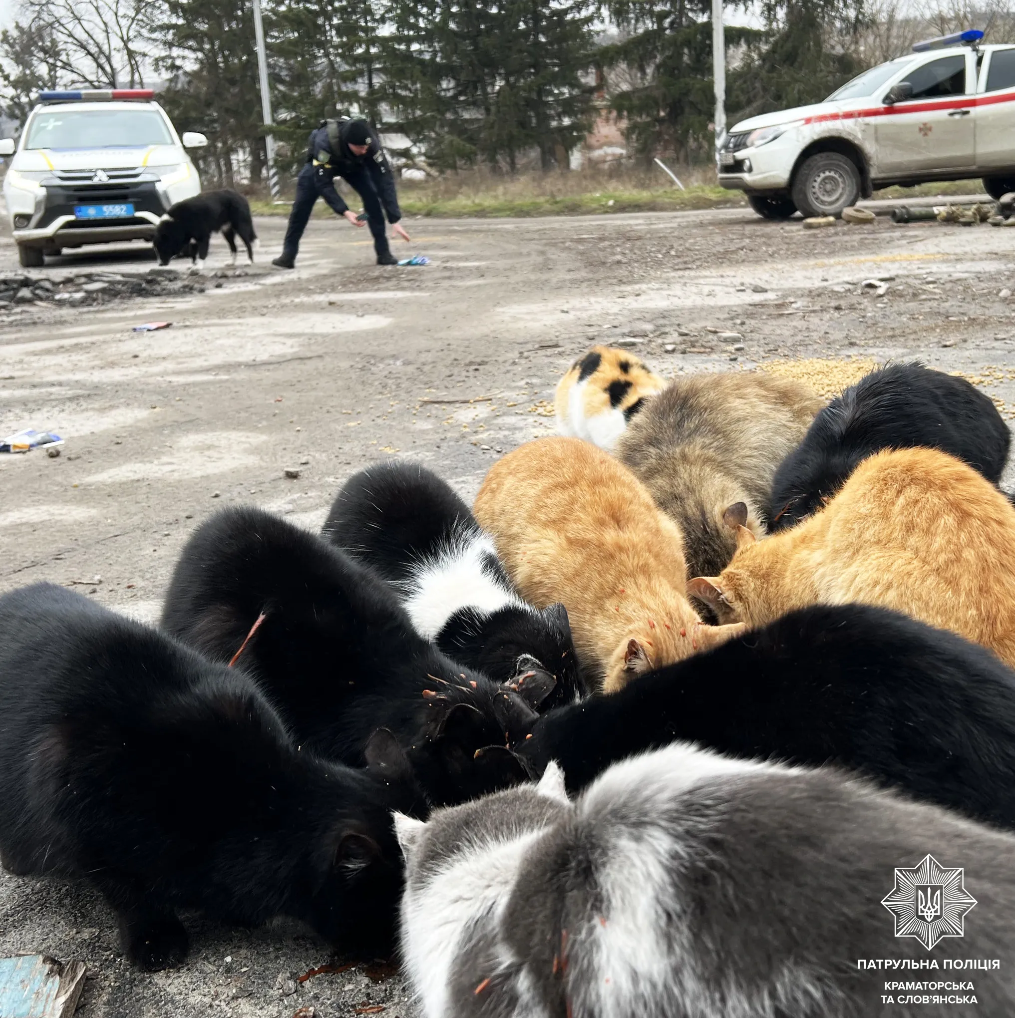 Патрульні Донеччини годують безпритульних тварин на звільнених територіях