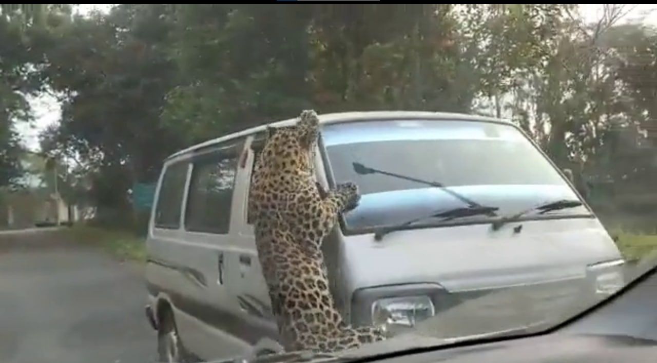 В Індії агресивний дикий леопард напав на місцевих жителів: серед постраждалих – діти В Індії агресивний дикий леопард напав на місцевих жителів: серед постраждалих – діти