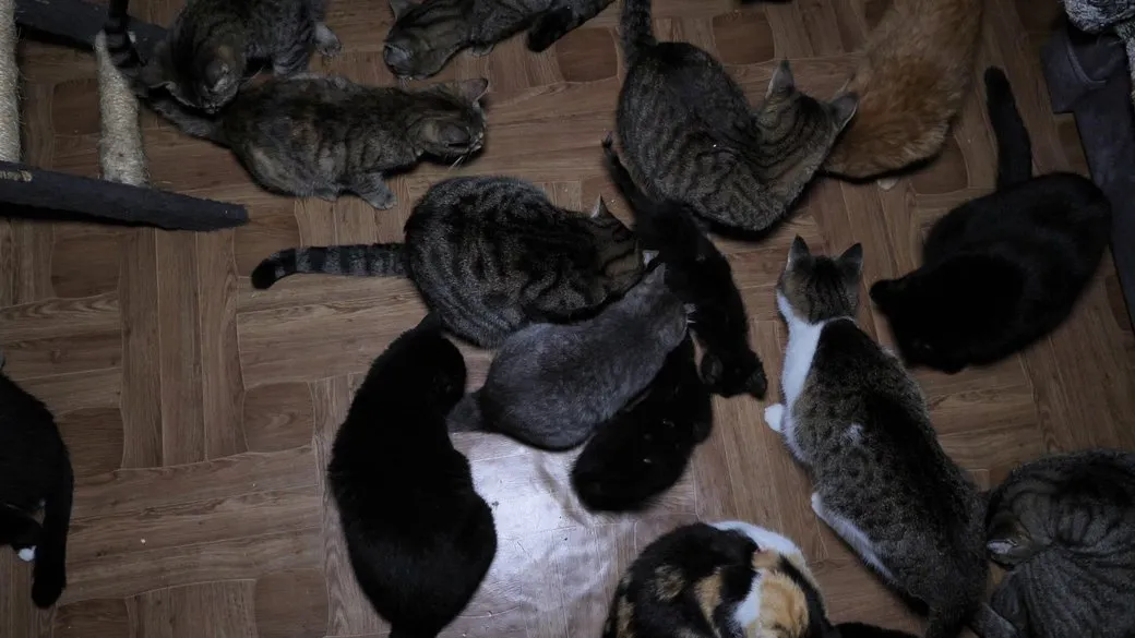 В Івана близько 60 котів