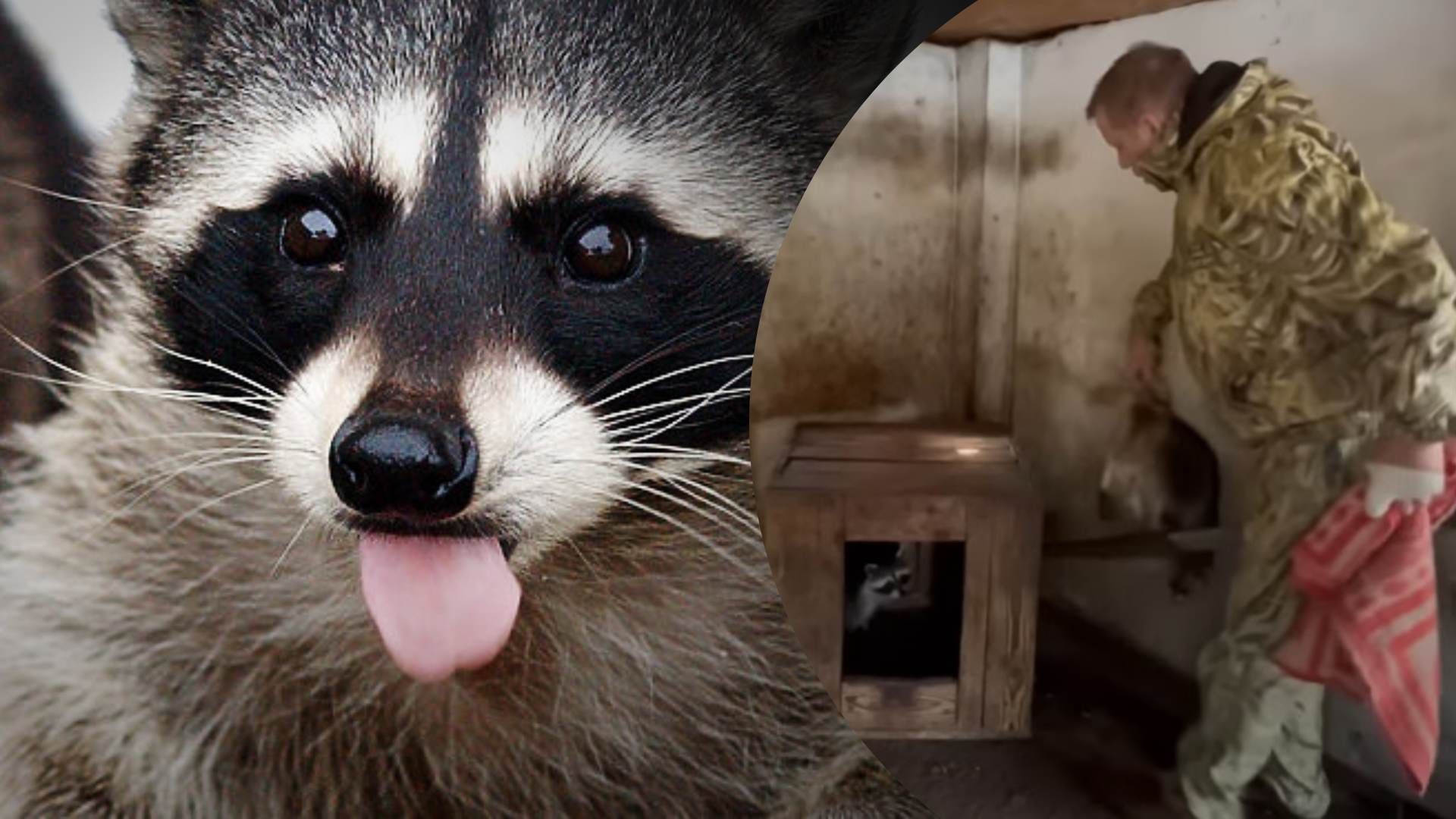 оккупанты причислили украденного енота в университет оккупанты причислили украденного енота в университет