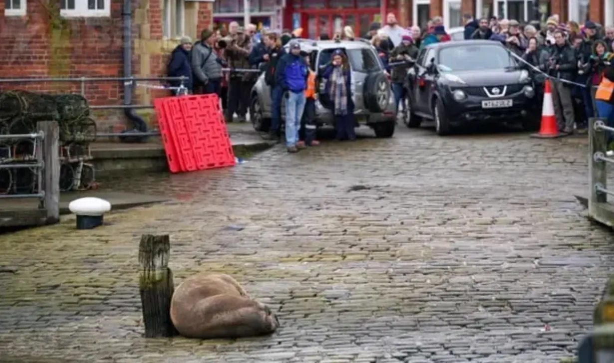Місто в Британії скасувало новорічний феєрверк, щоб не турбувати моржа, який вирішив перепочити в порту