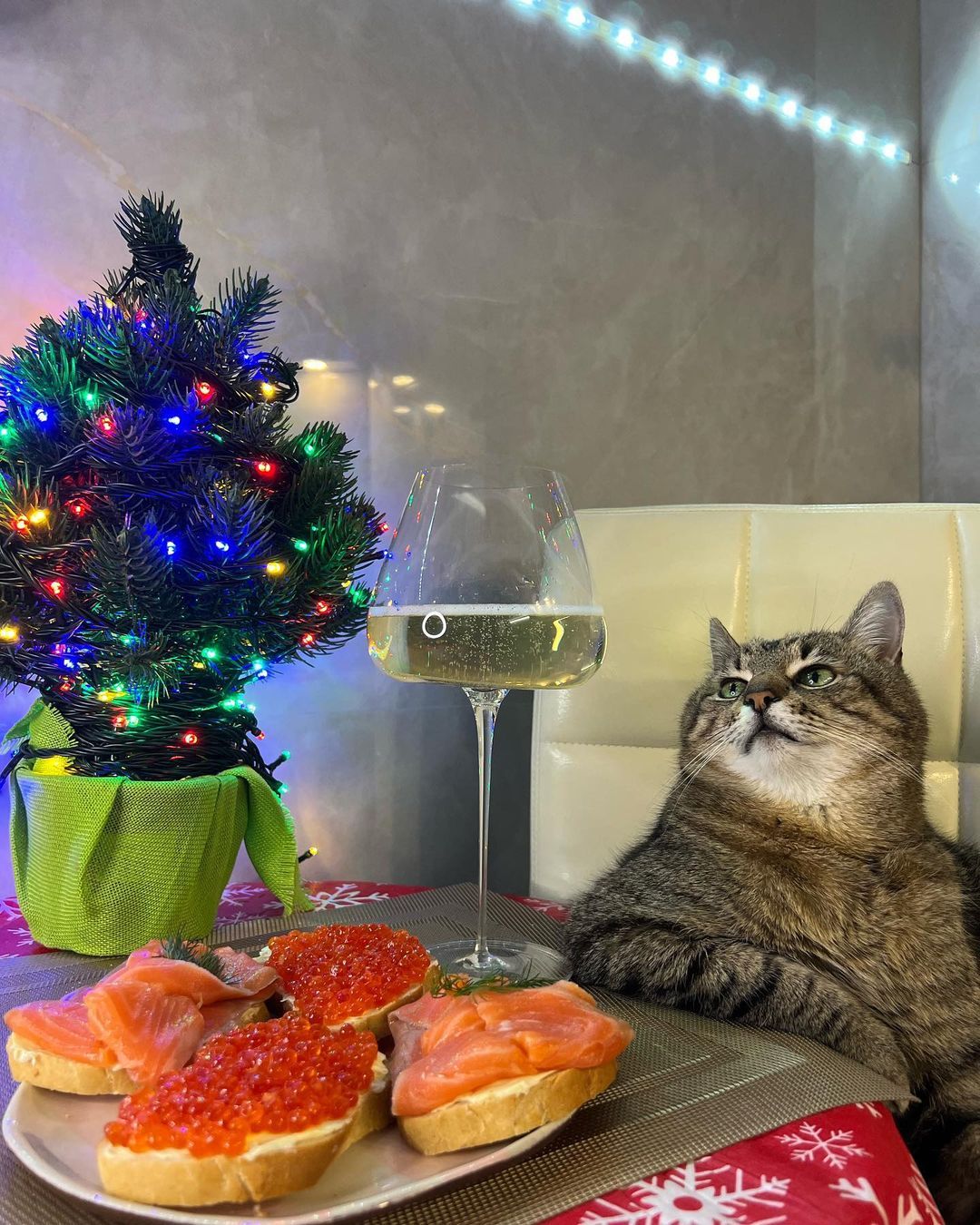 Кіт-блогер Степан зустрічає Новий рік 2023