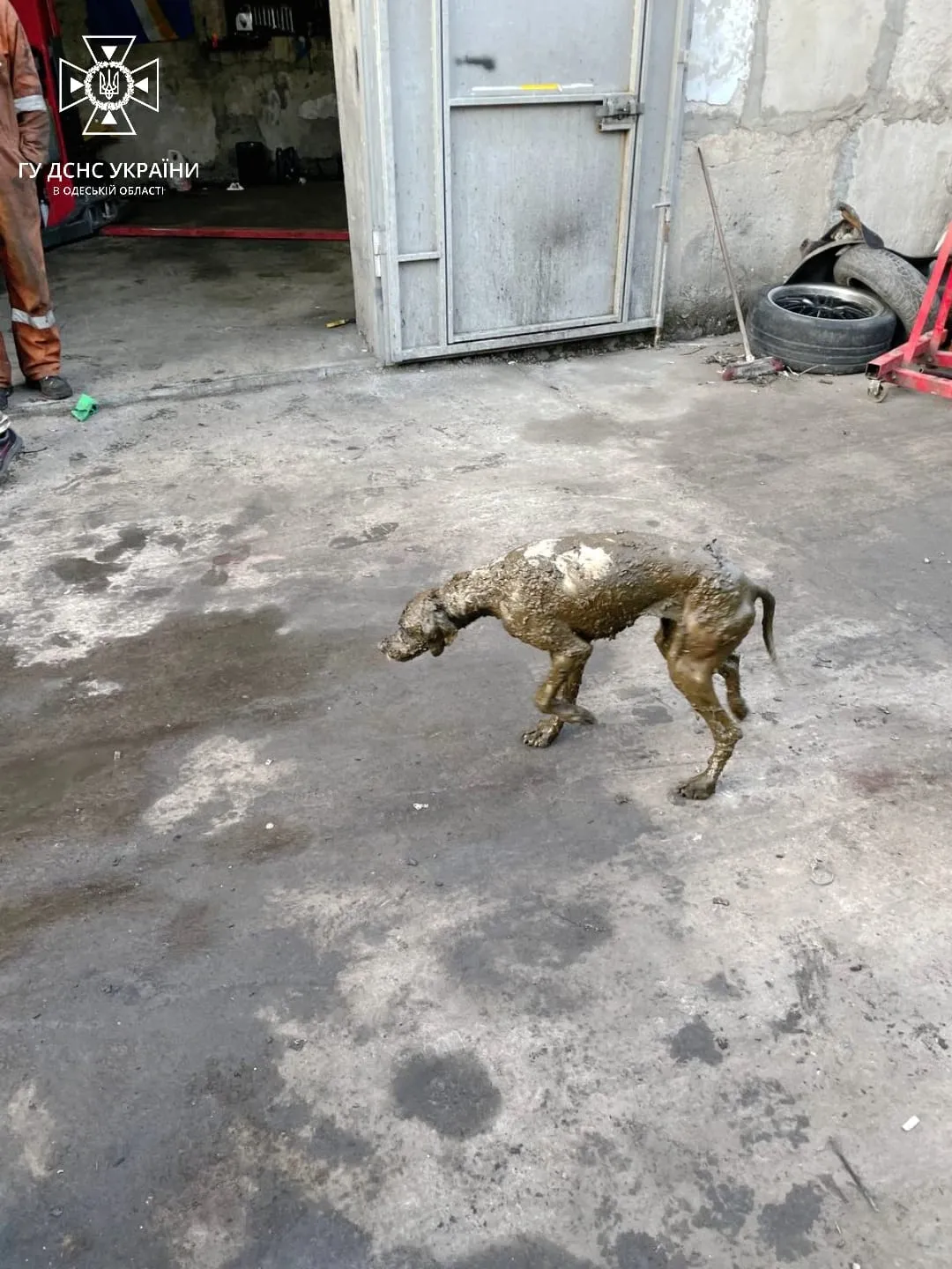 В Одесі з вигрібної ями на автостоянці врятували собаку