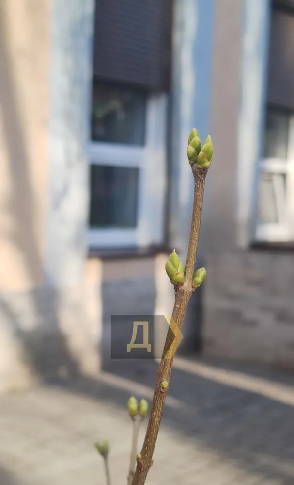 В Одессе распускаются деревья В Одессе распускаются деревья