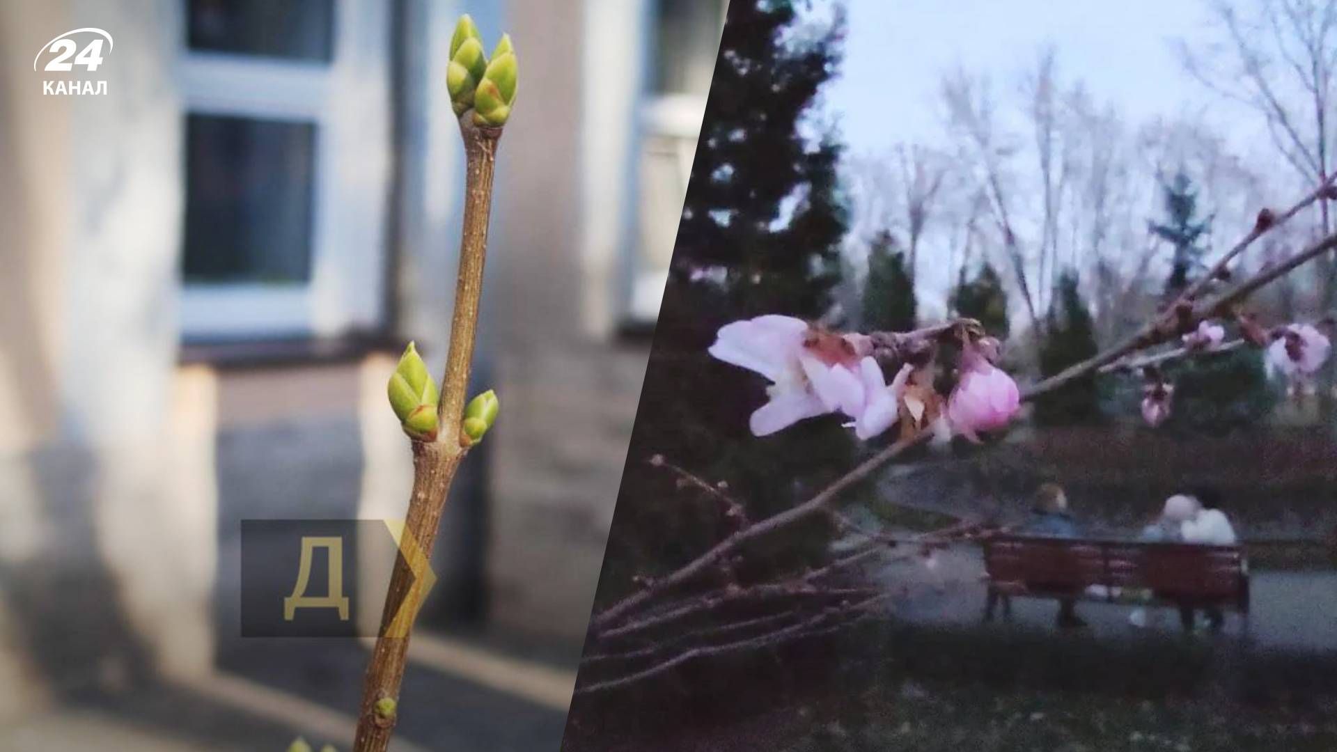 В Киеве и Закарпатье цветет Сакура, в Одессе распускаются деревья