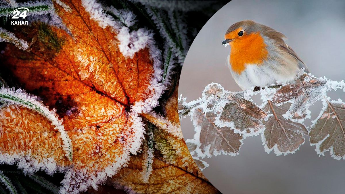 Морози в Україні - 24 канал Морози в Україні - 24 канал