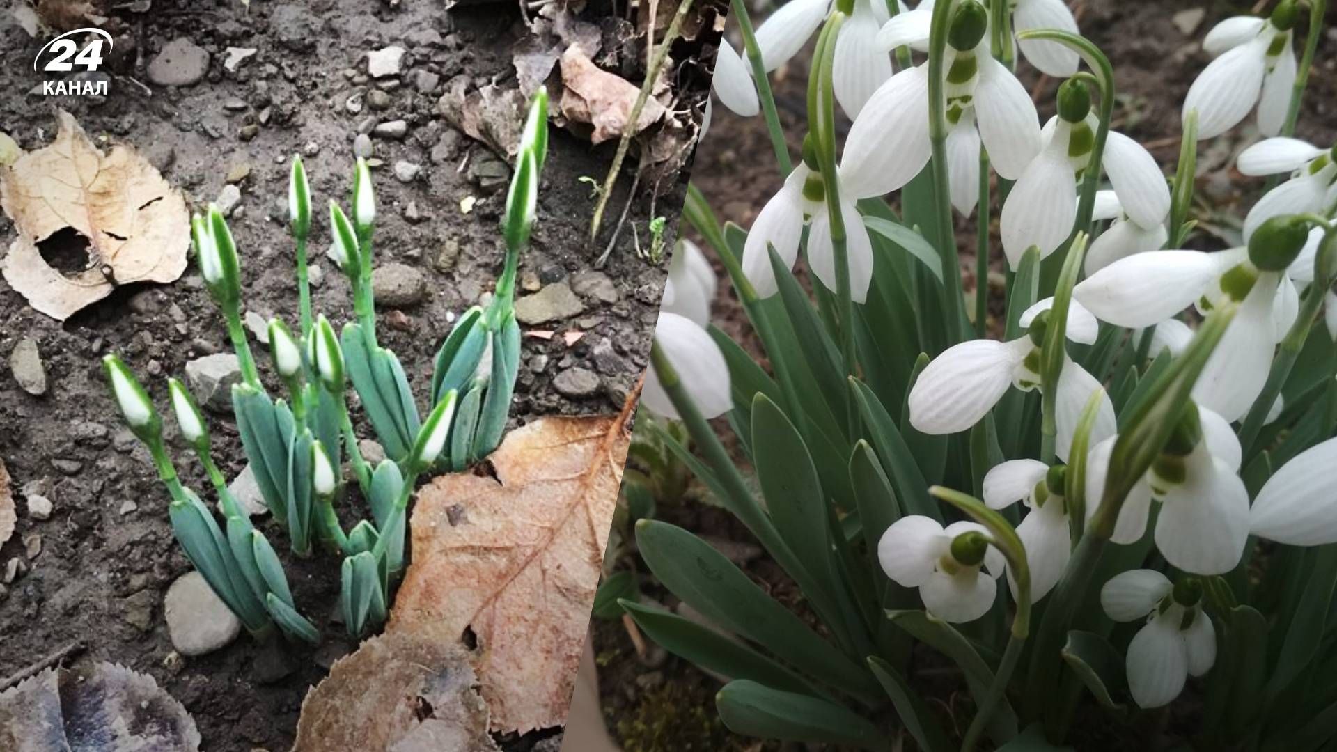 На Закарпатье расцвели подснежники На Закарпатье расцвели подснежники