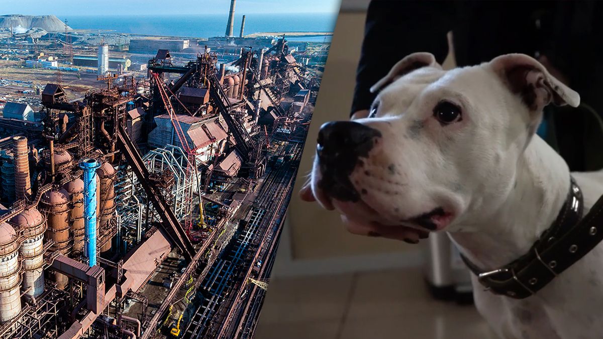 Україна під час обміну повернула легендарного пса Україна під час обміну повернула легендарного пса